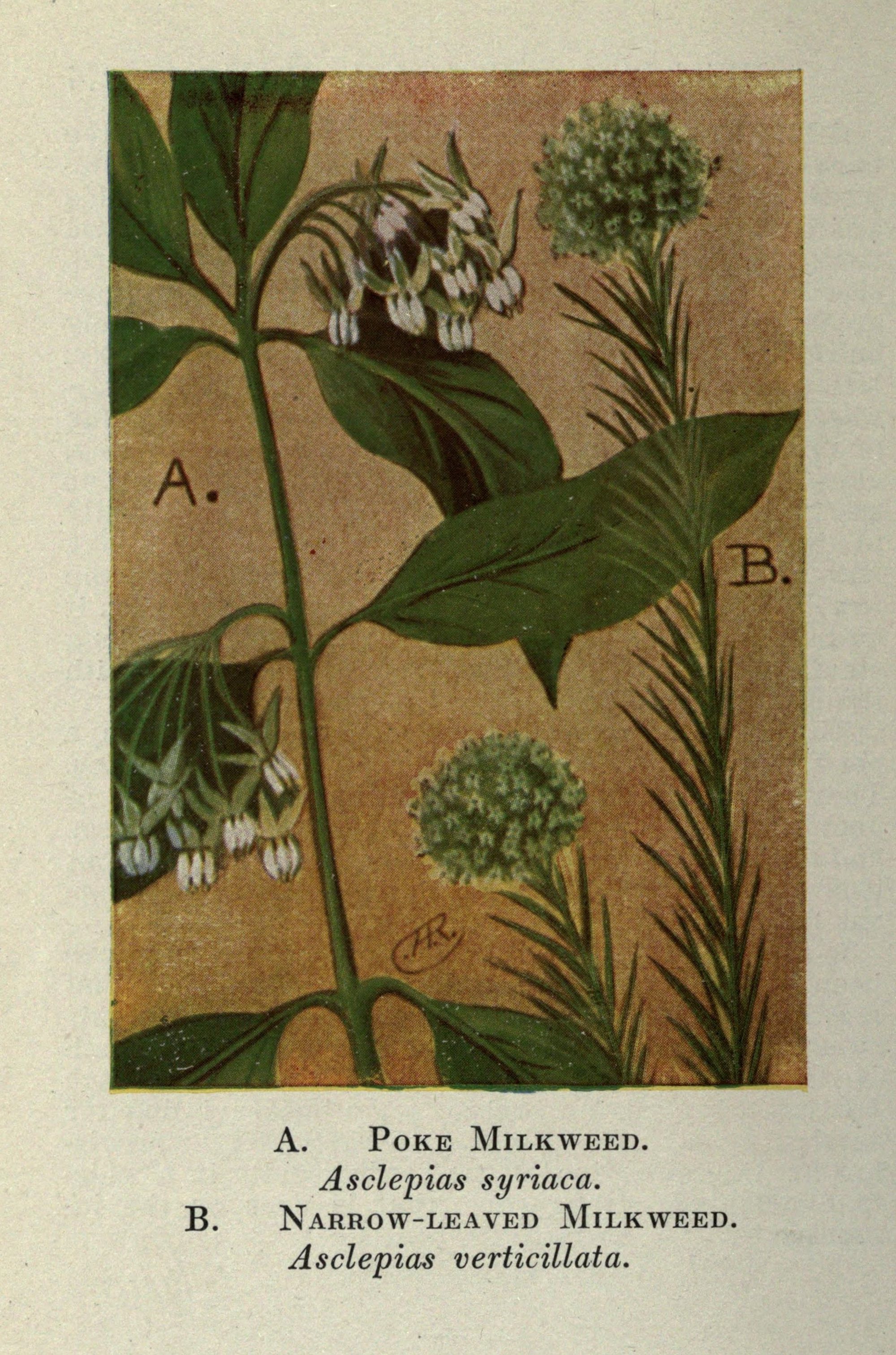 1910 Poke Milkweed botanical illustration.