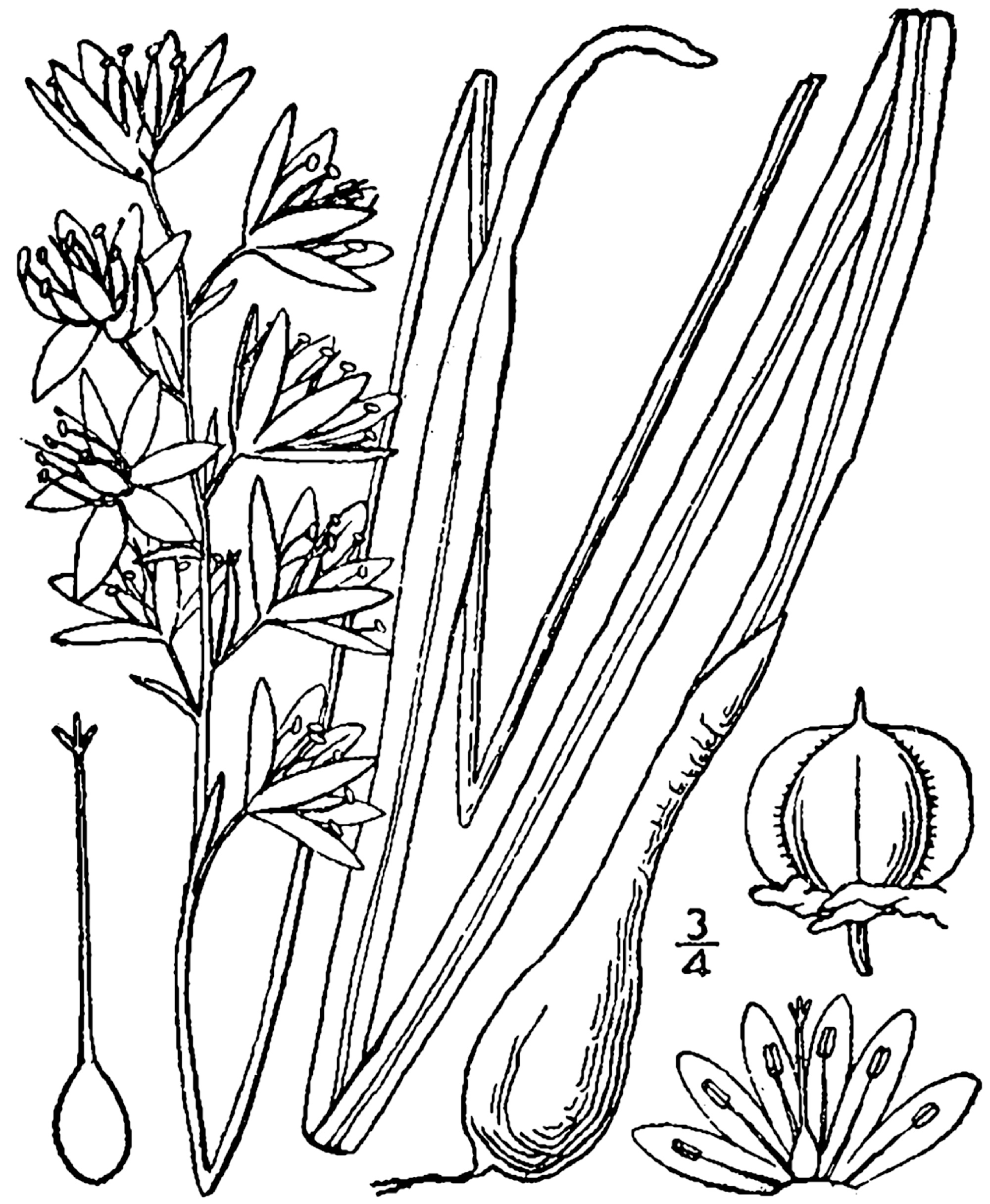 1913 illustration of Wild Hyacinth.