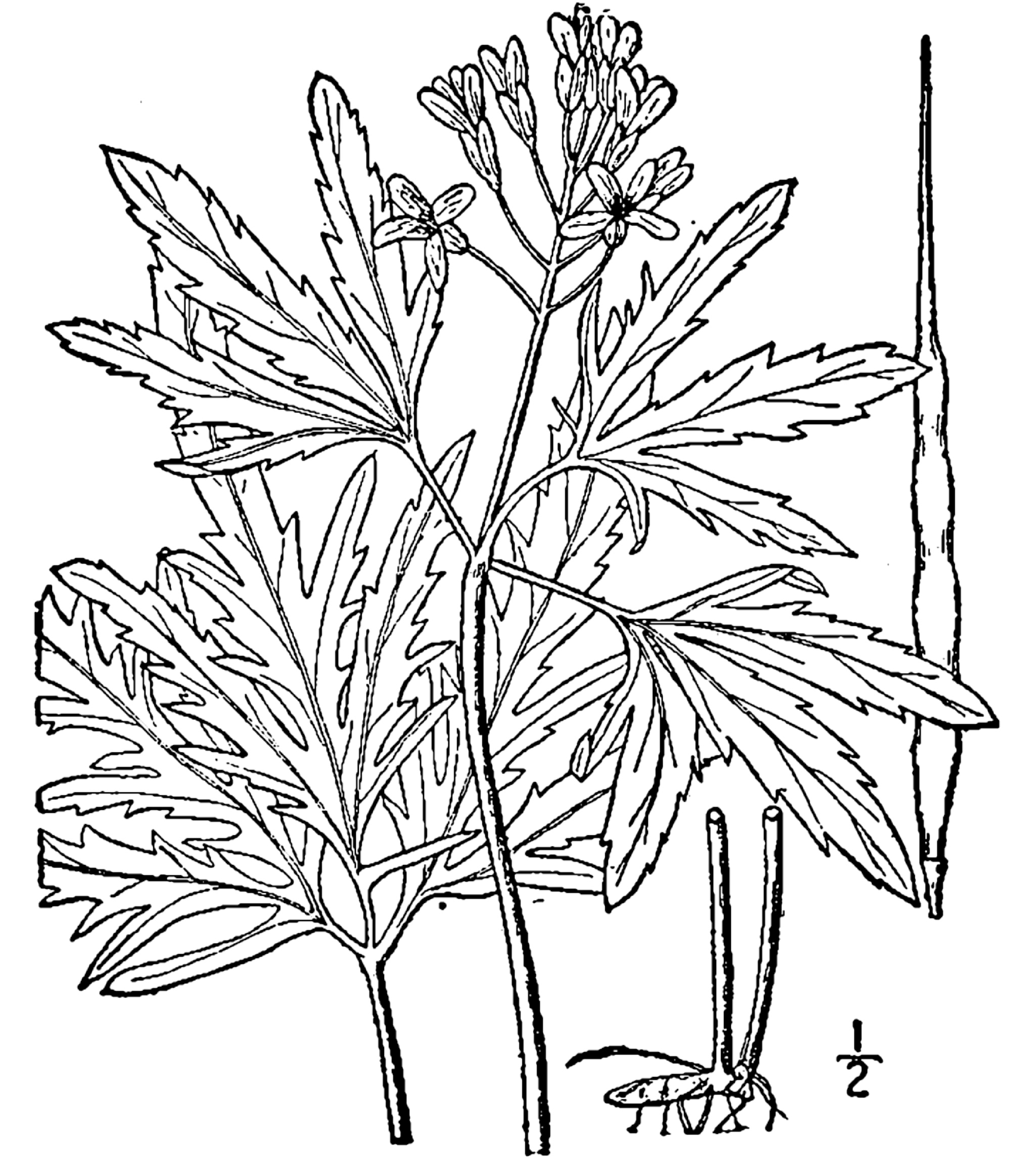 1913 Cutleaf Toothwort illustration