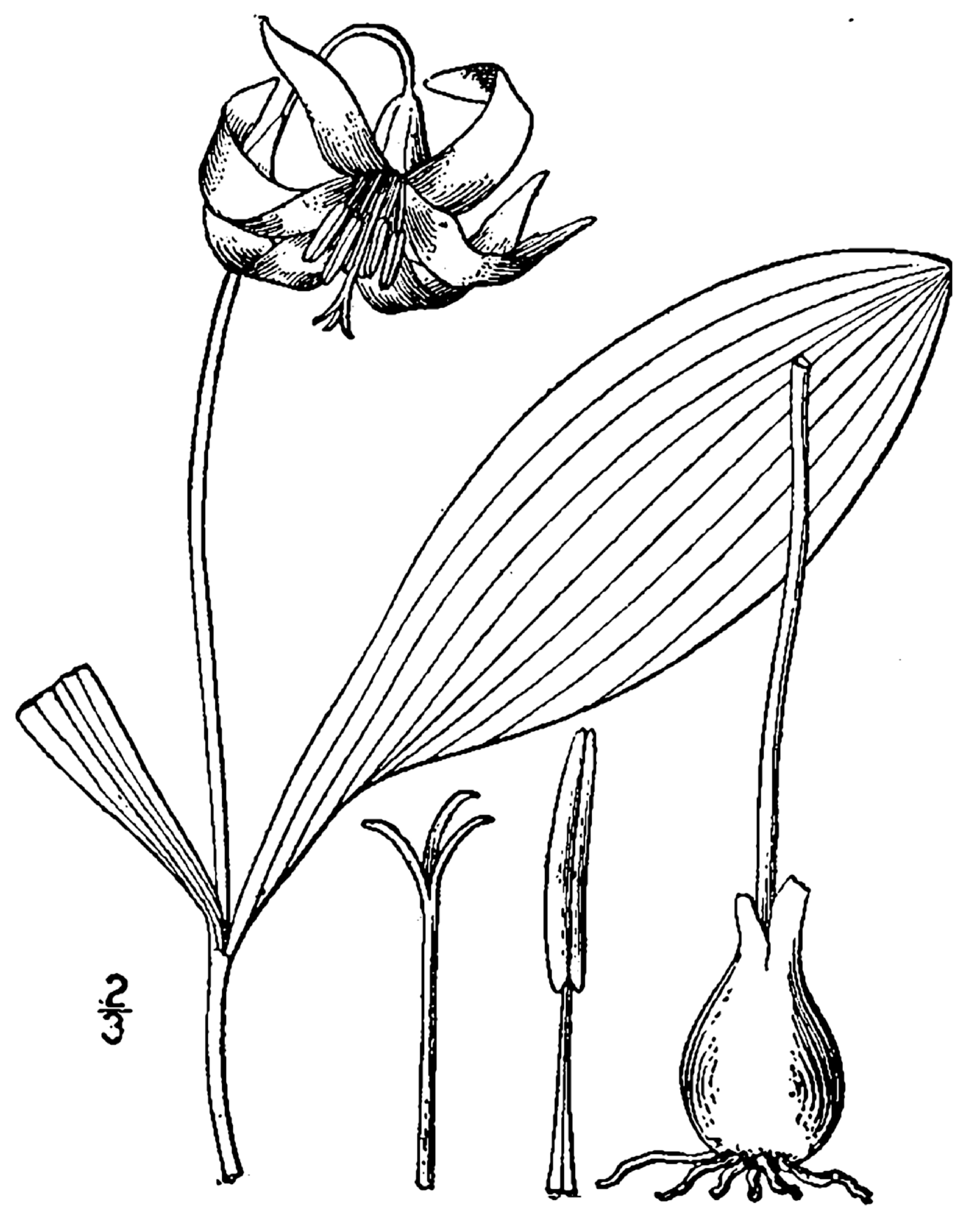1913 illustration of Erythronium albidum.