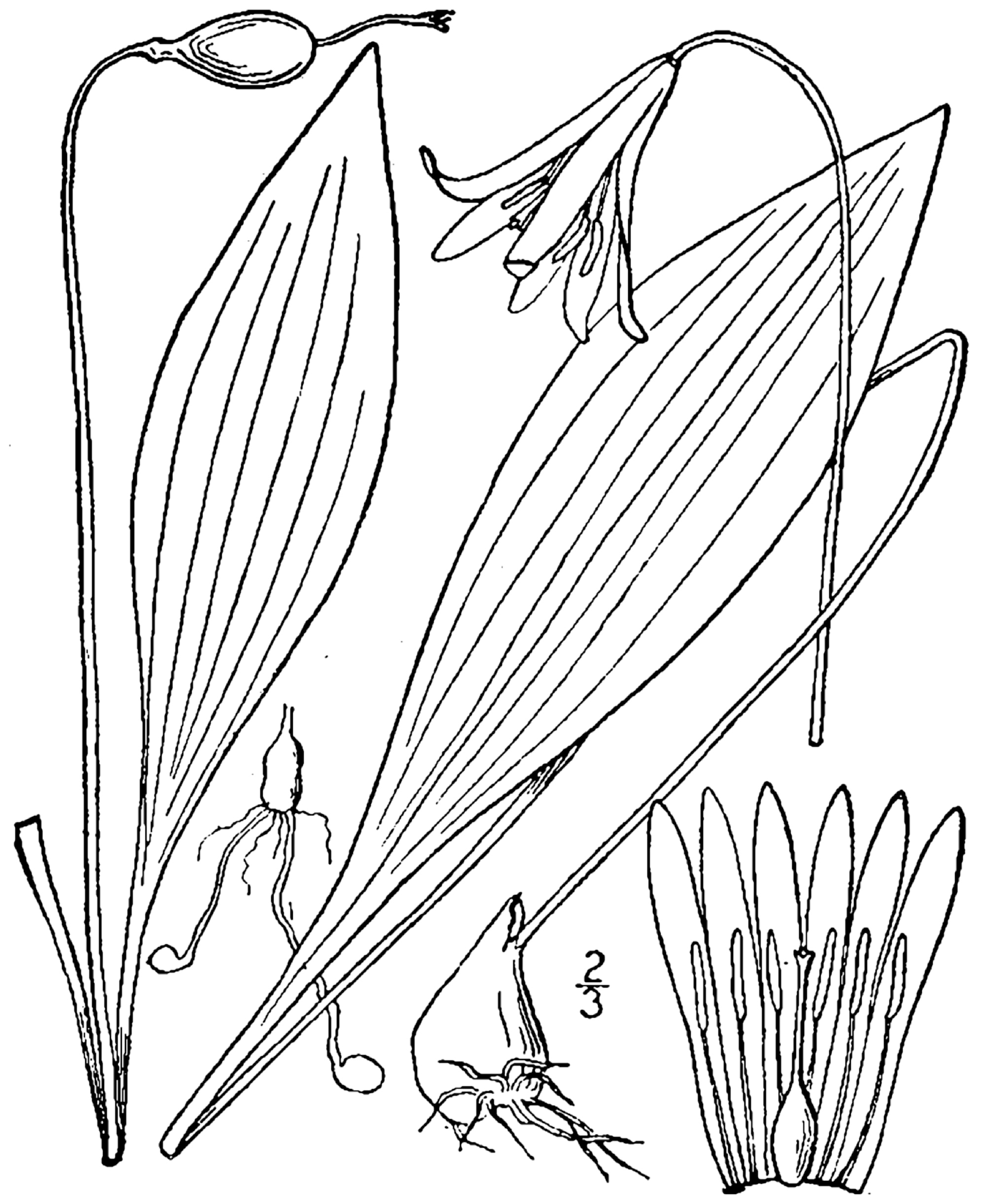 1913 illustration of Erythronium americanum.