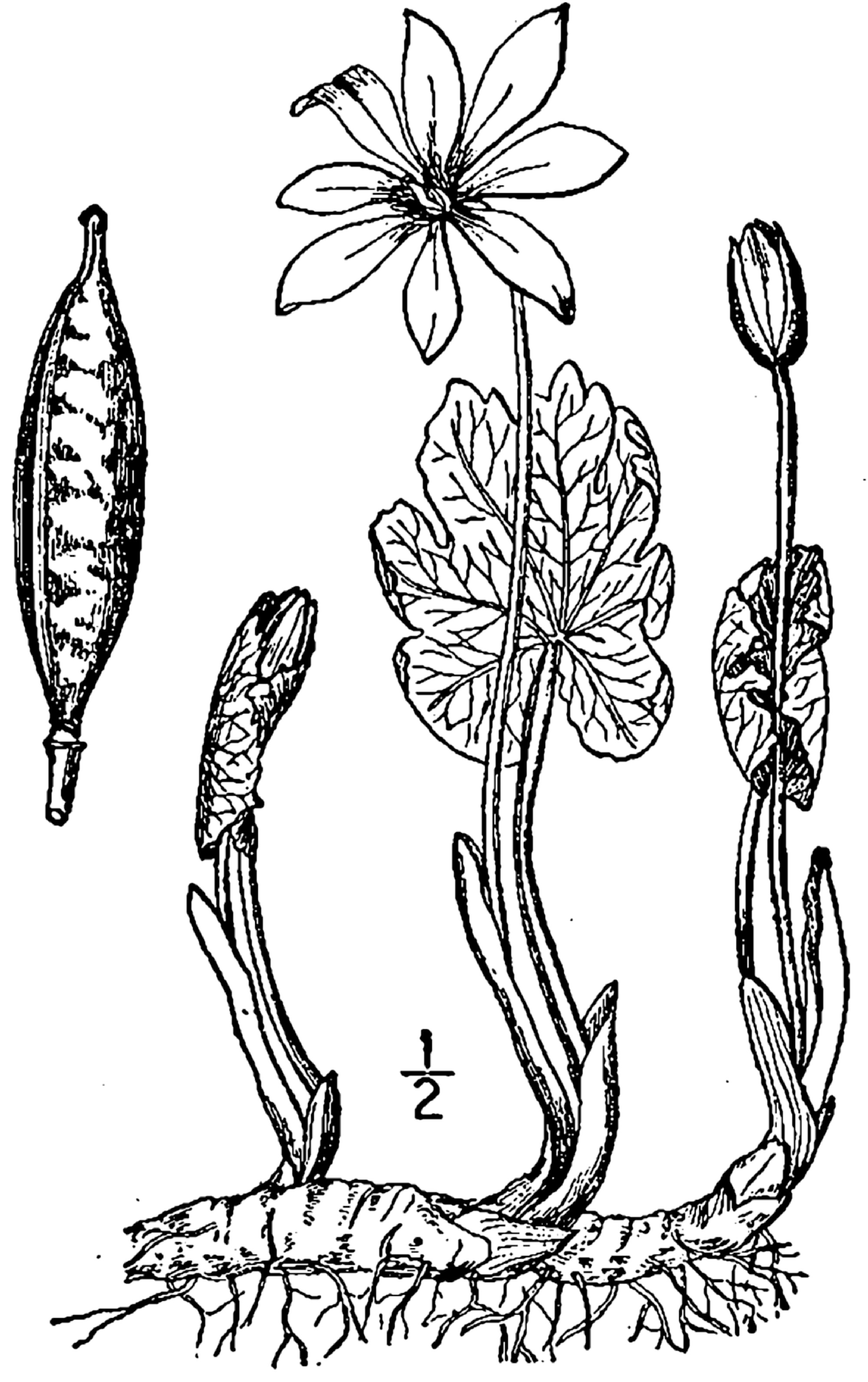 1913 drawing of Bloodroot.