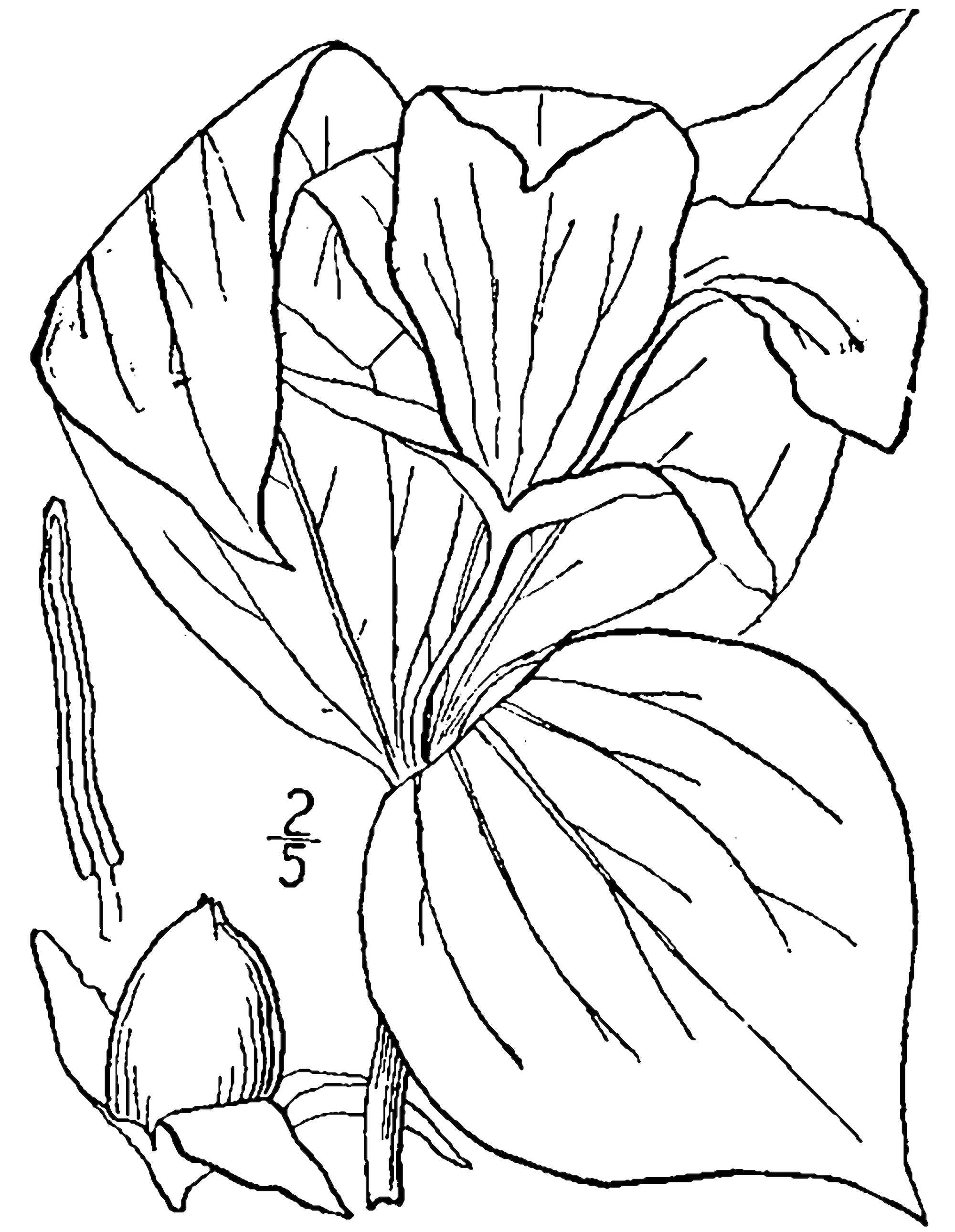 1913 Great White Trillium illustration