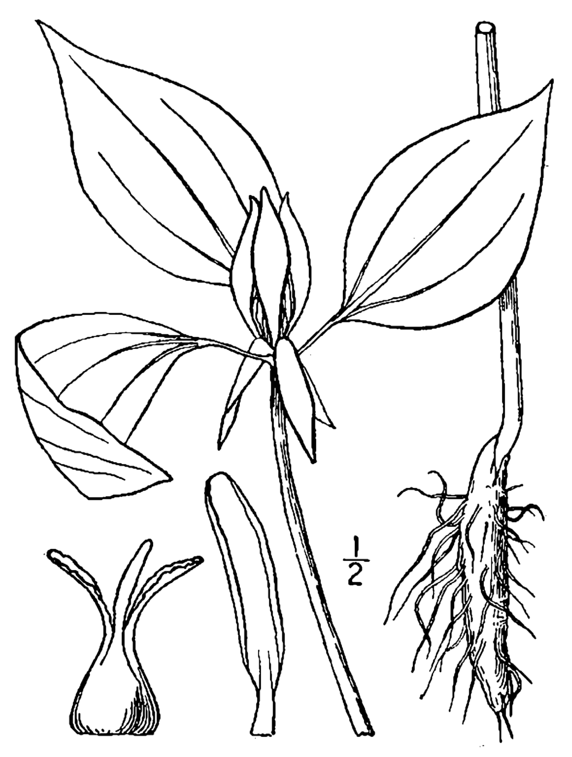 1913 illustration of Trillium Recurvatum.