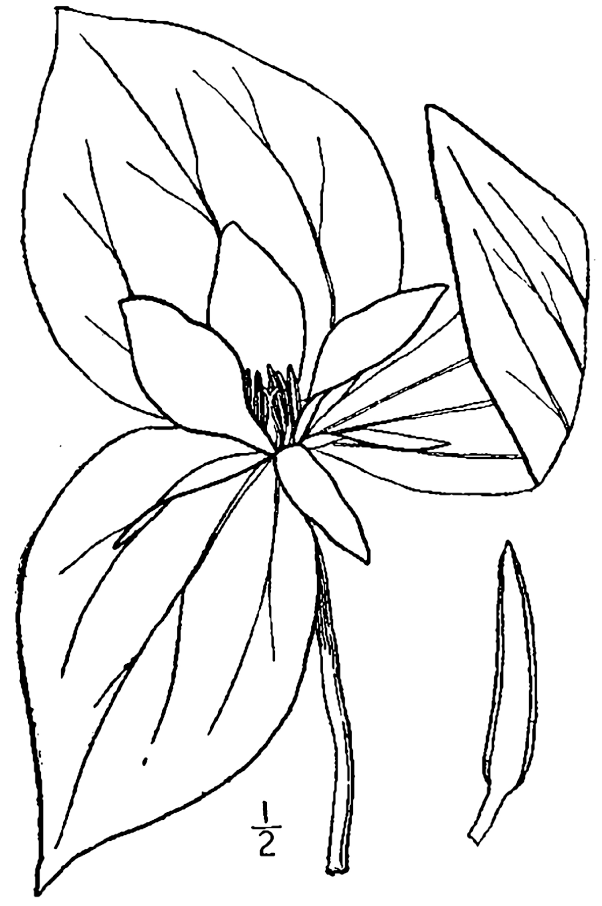 1913 illustration of Trillium Sessile.