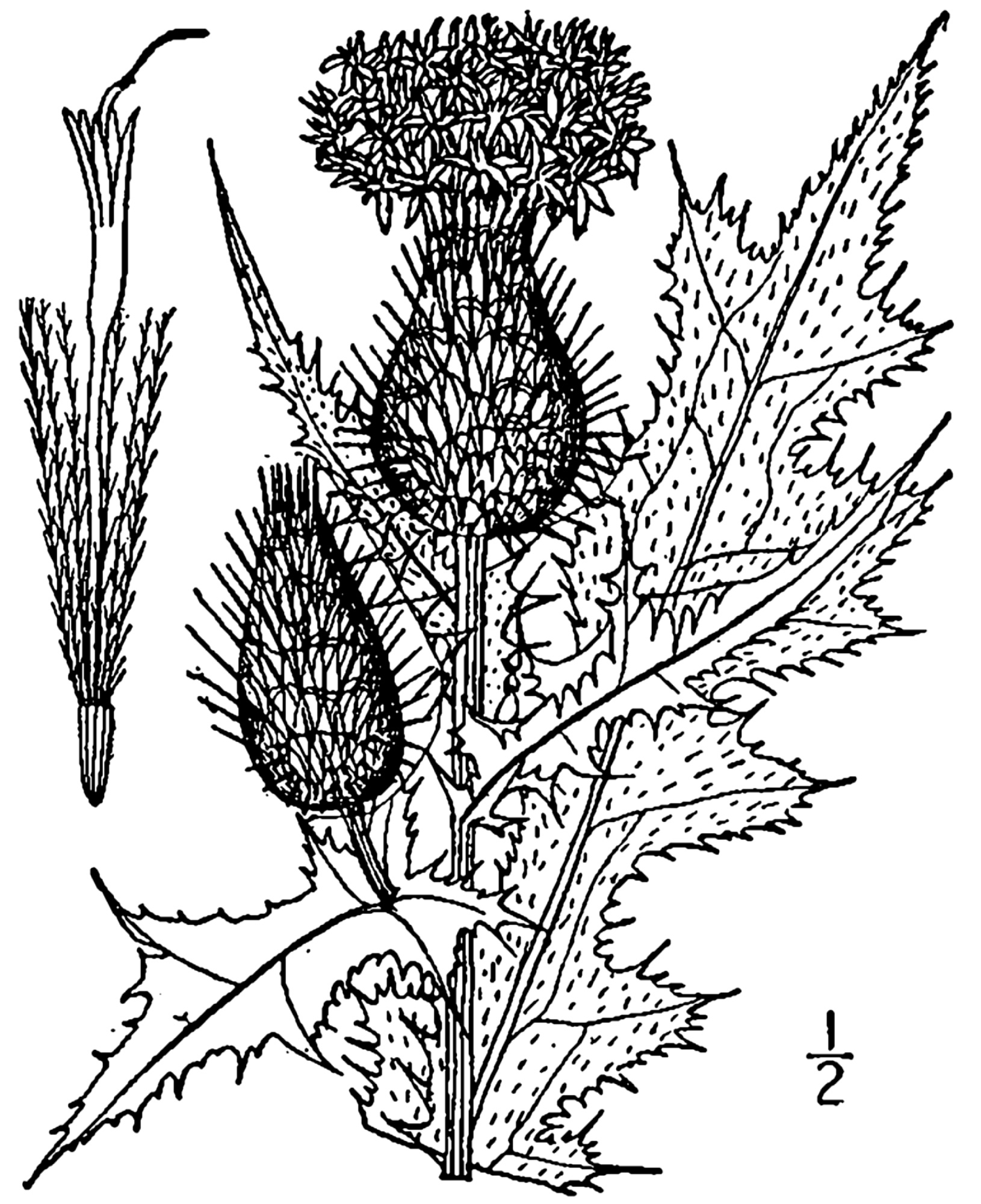 1913 Bull Thistle (Cirsium vulgare) line drawing.