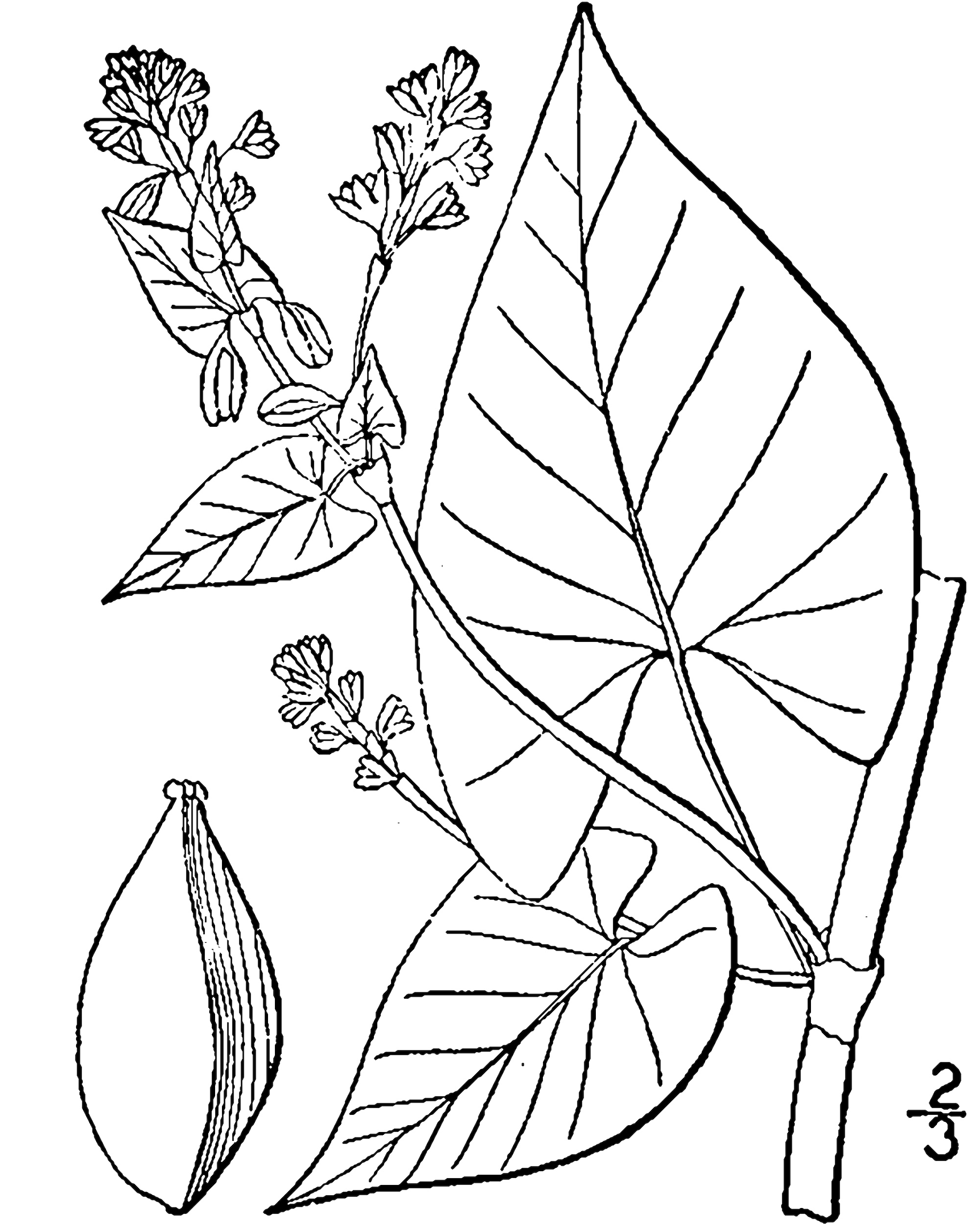 1913 False Climbing Buckwheat botanical drawing.
