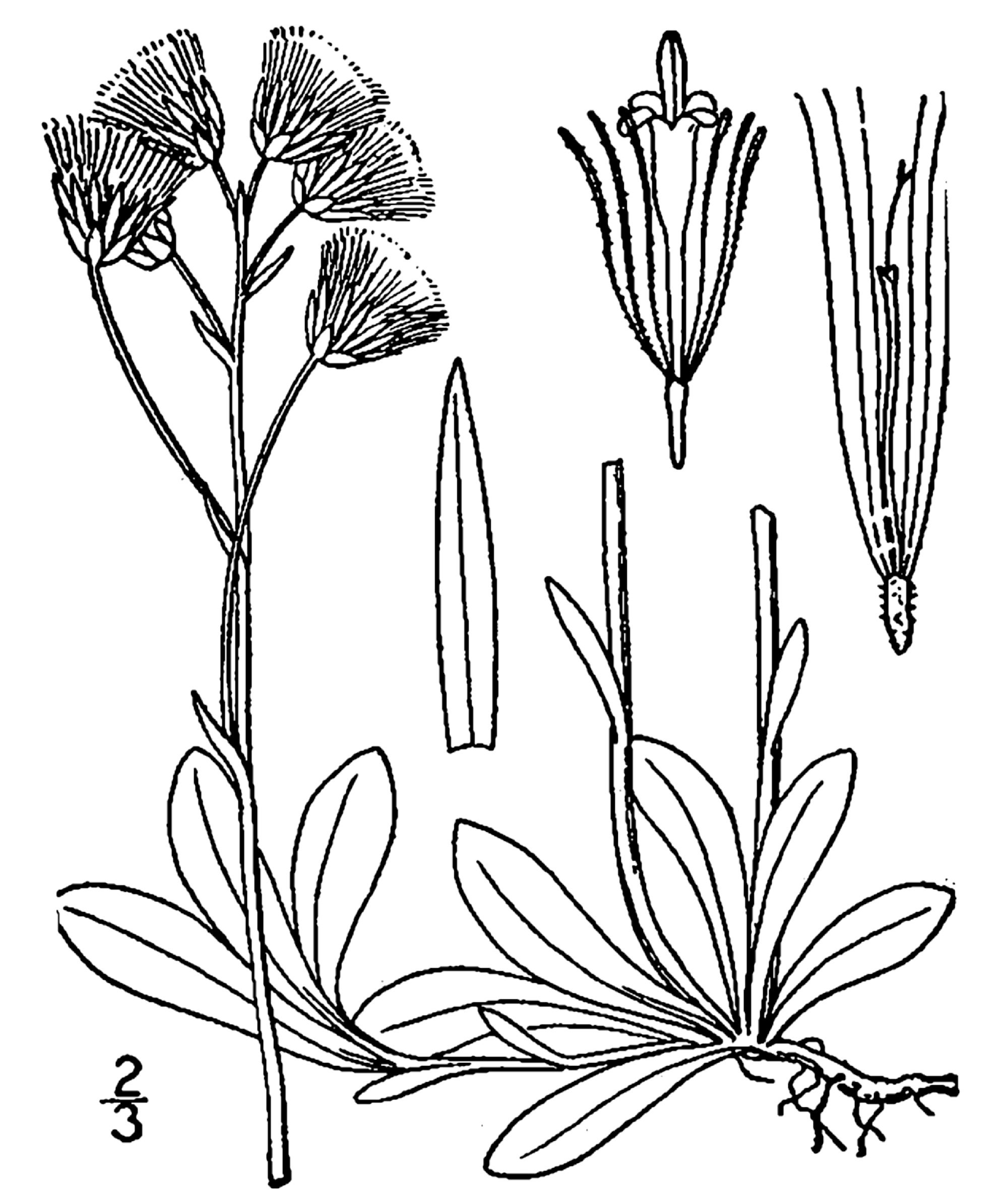 USDA Field Pussytoes botanical illustration circa 1913..