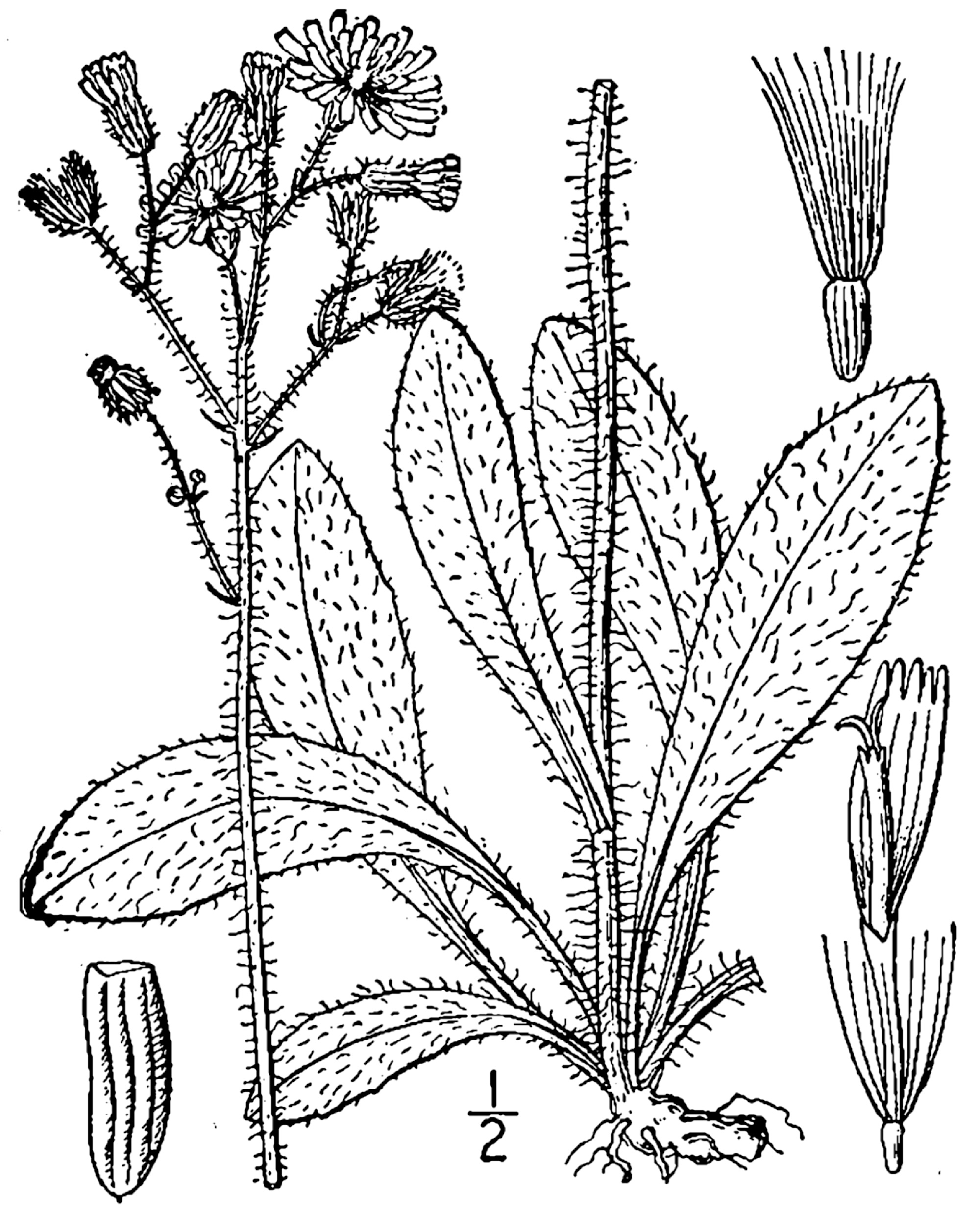 1913 line drawing of Hieracium caespitosum.