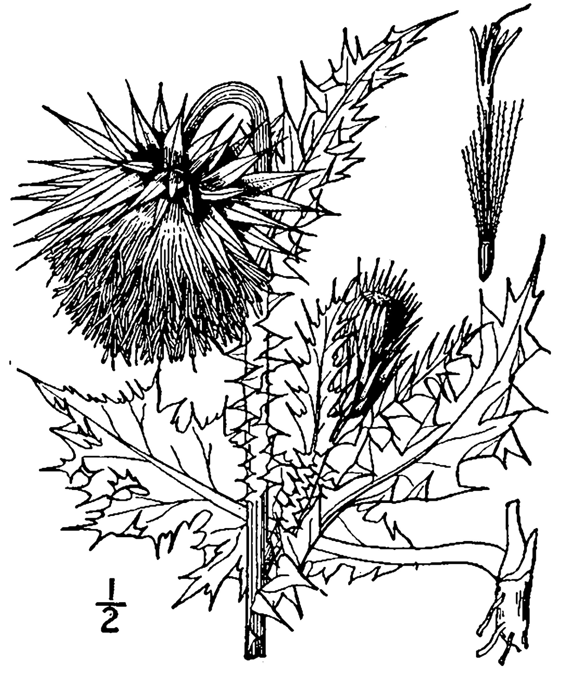 1913 Musk Thistle drawing.