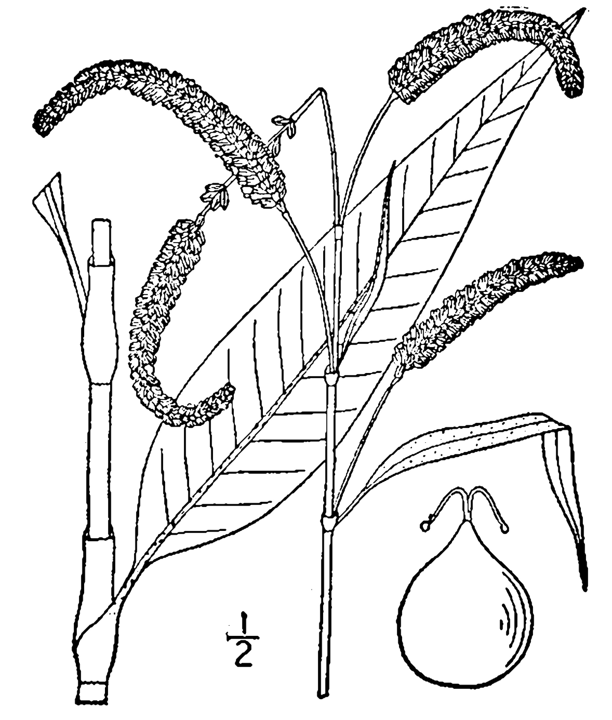 1913 Nodding Smartweed botanical drawing.