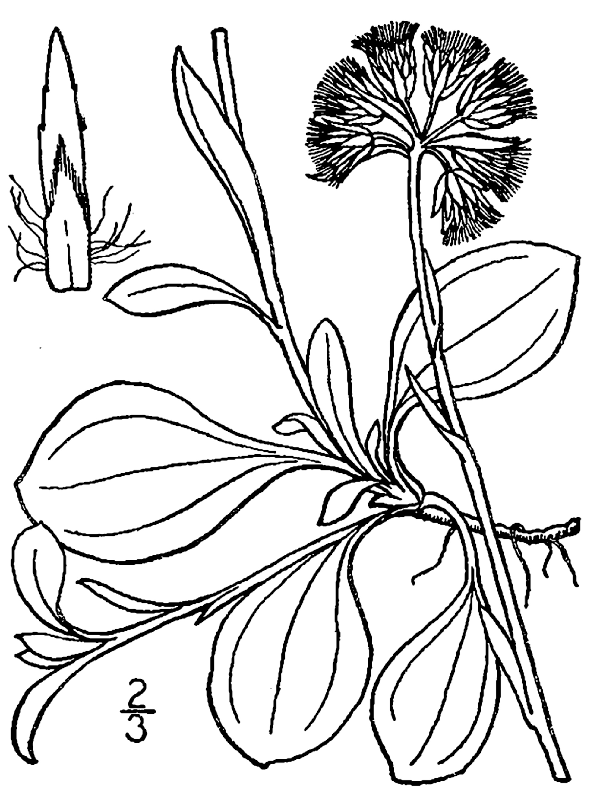 USDA Parlin's Pussytoes botanical illustration circa 1913..