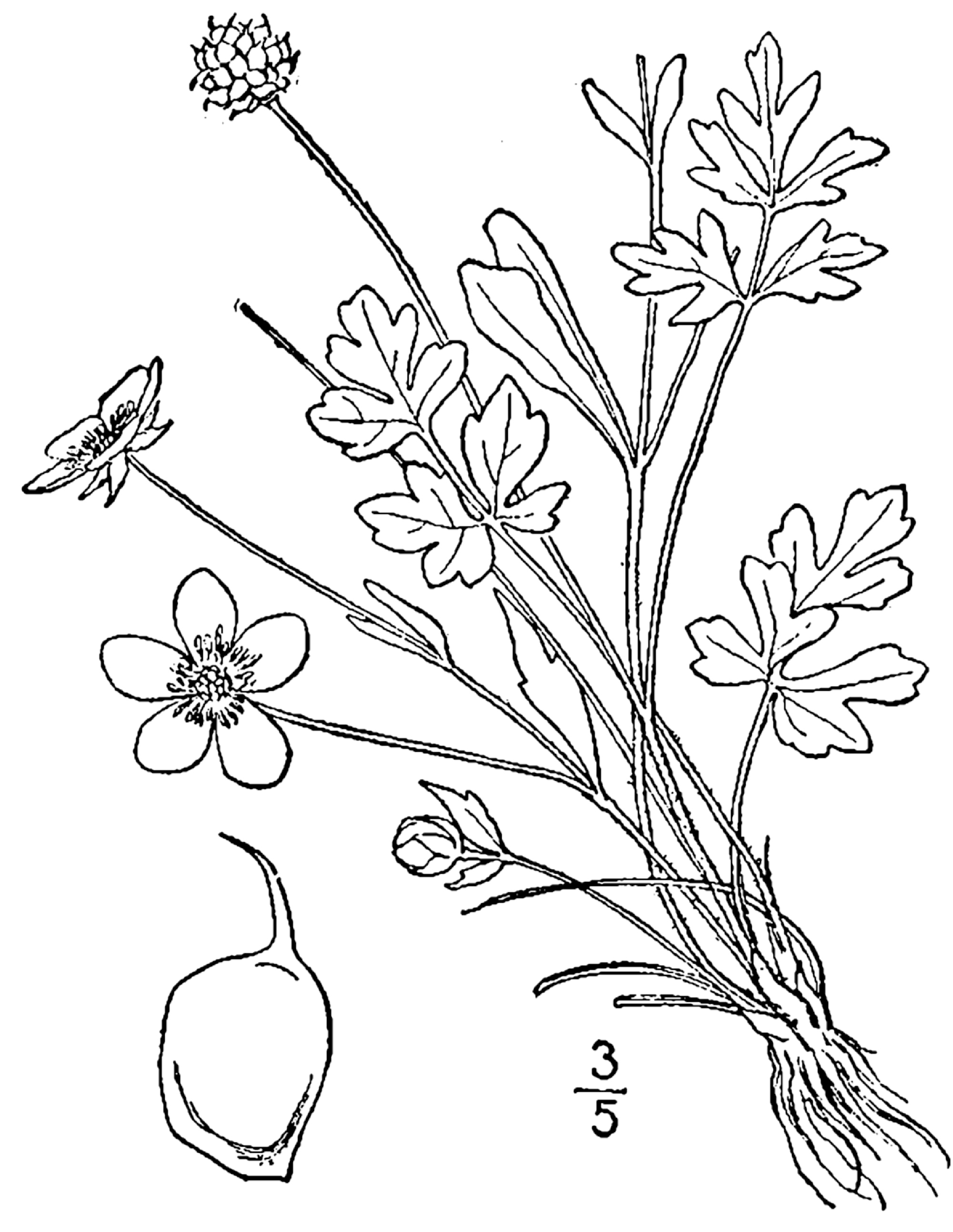1913 illustration of Early Buttercup.