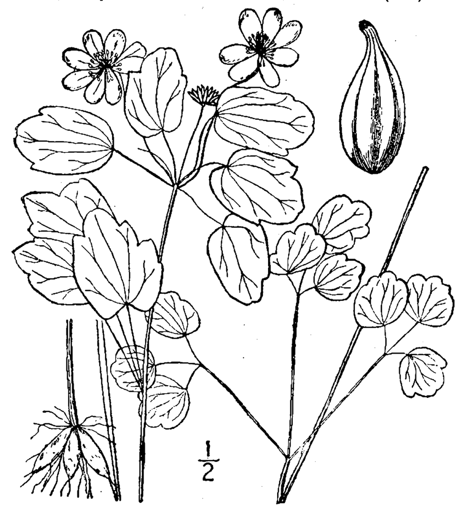 1913 Rue-anemone botanical illustration.