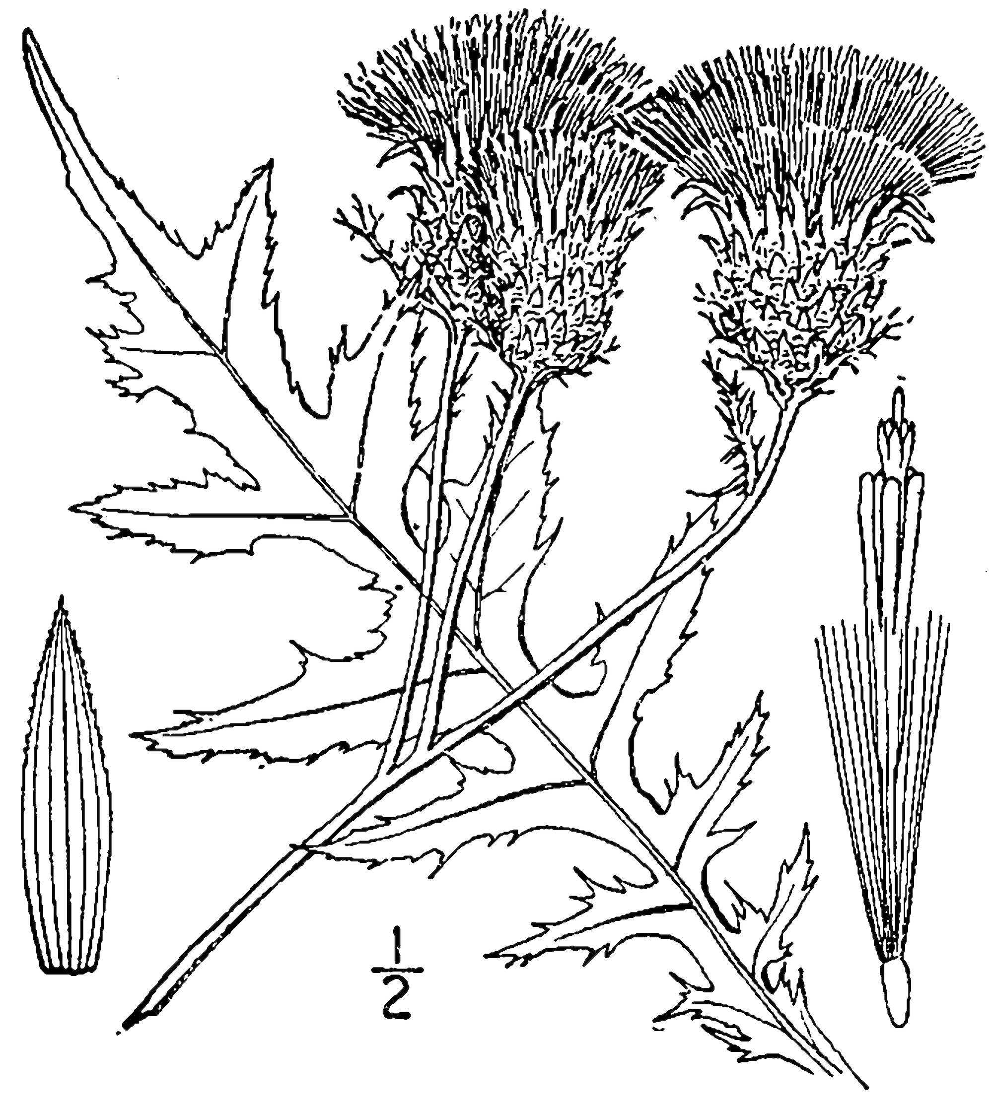 1913 Swamp Thistle drawing.