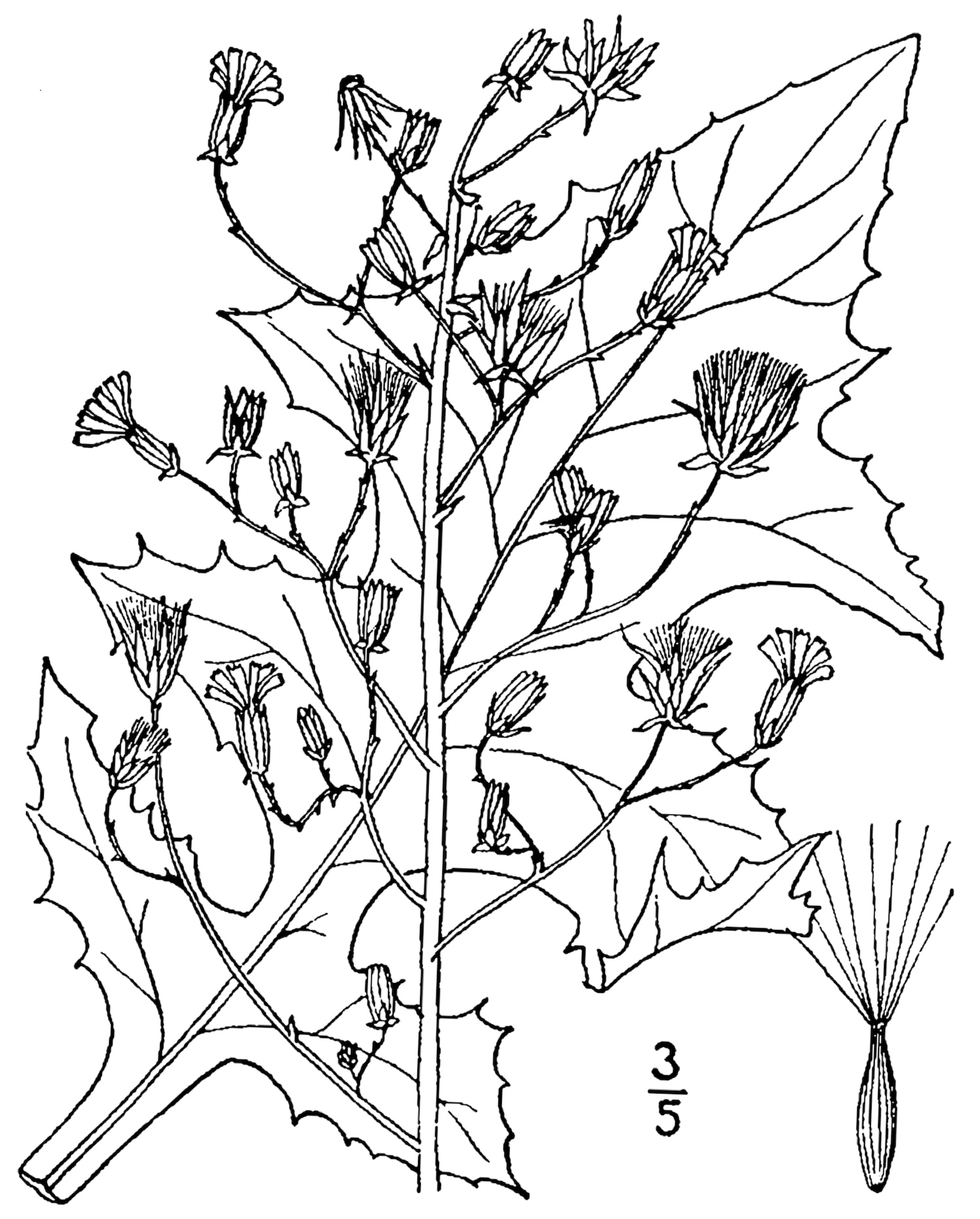 1913 botanical drawing of Tall Blue Lettuce.
