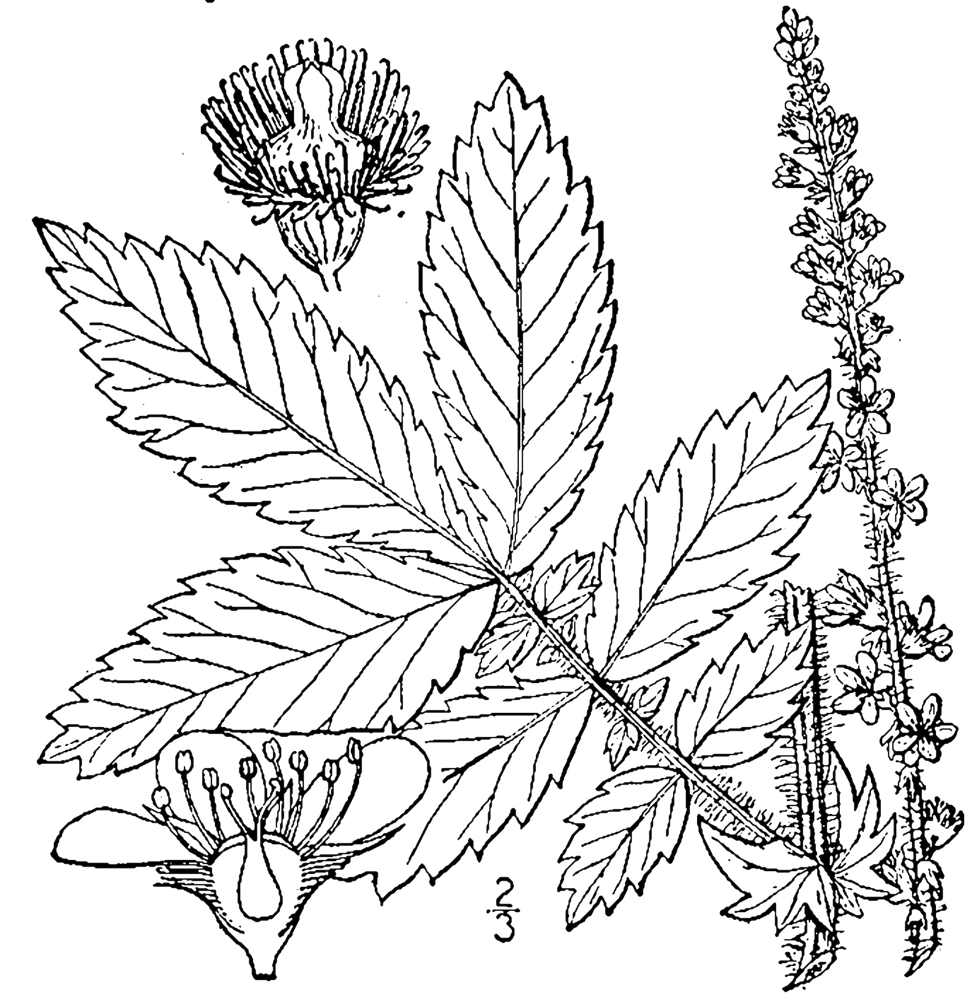 Tall Hairy Agrimony botanical illustration circa 1913.