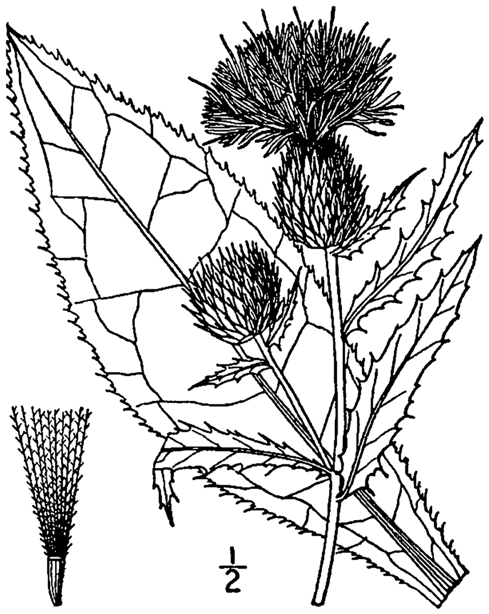 1913 Tall Thistle drawing.
