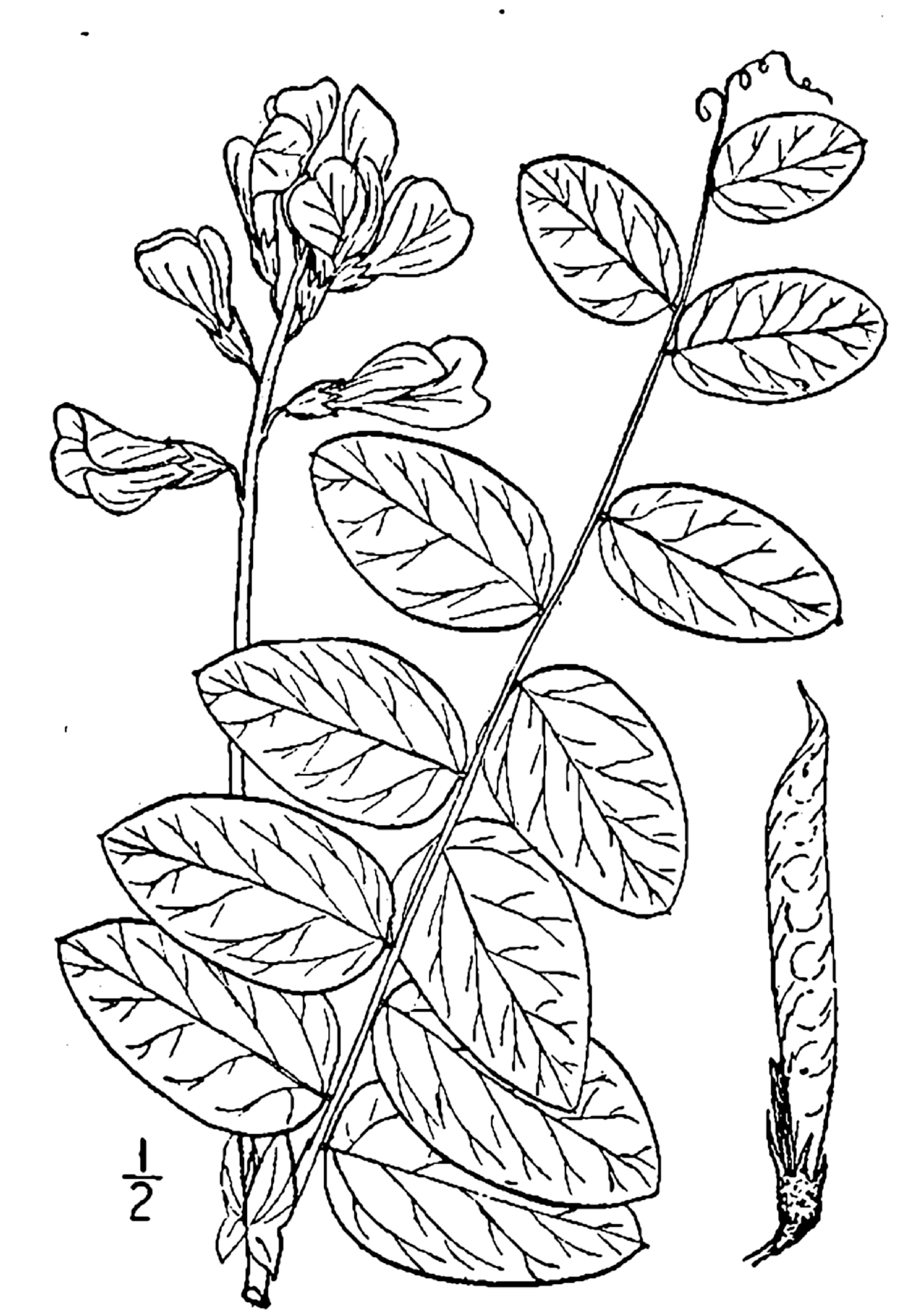 1913 line drawing of Lathyrus venosus.