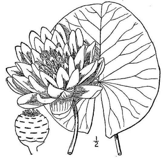 1913 American White Water Lily botanical drawing.