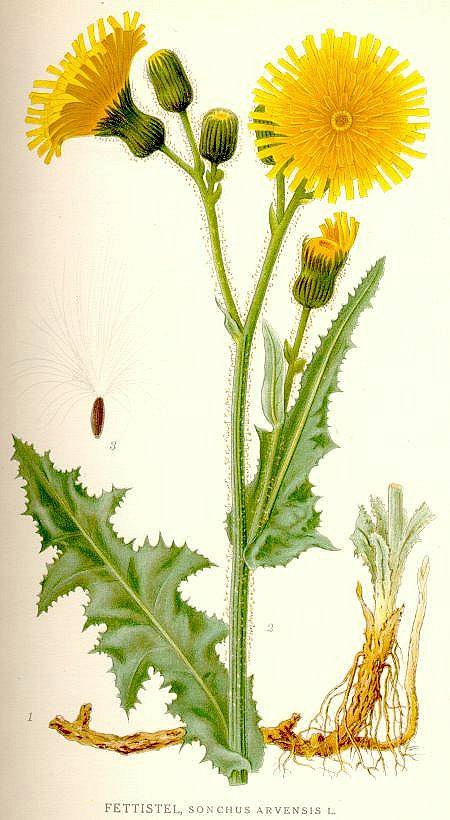 1885 Common Sowthistle botanical illustration circa 1917-1926.