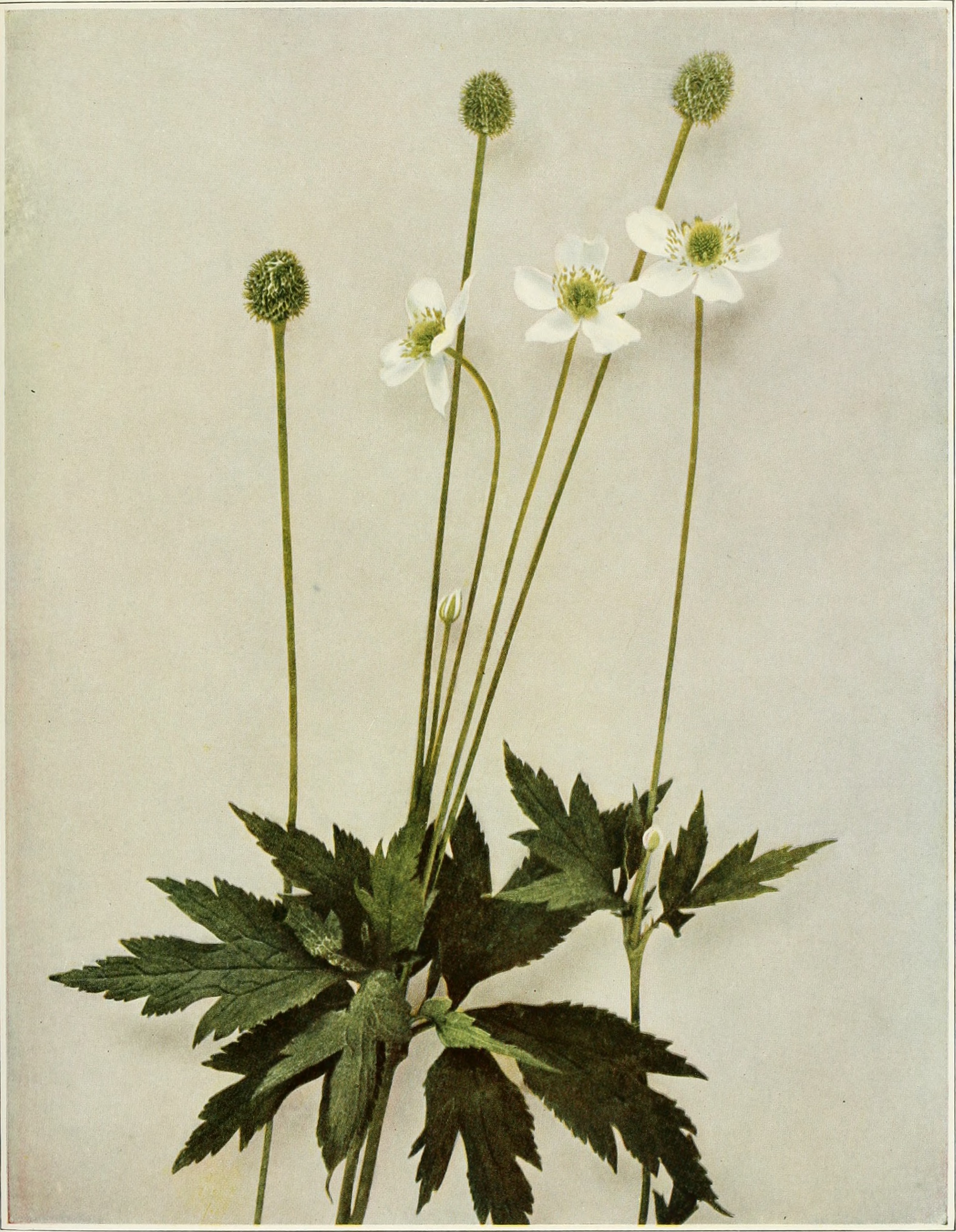 Thimbleweed (Anemone virginiana) illustration  circa 1918.