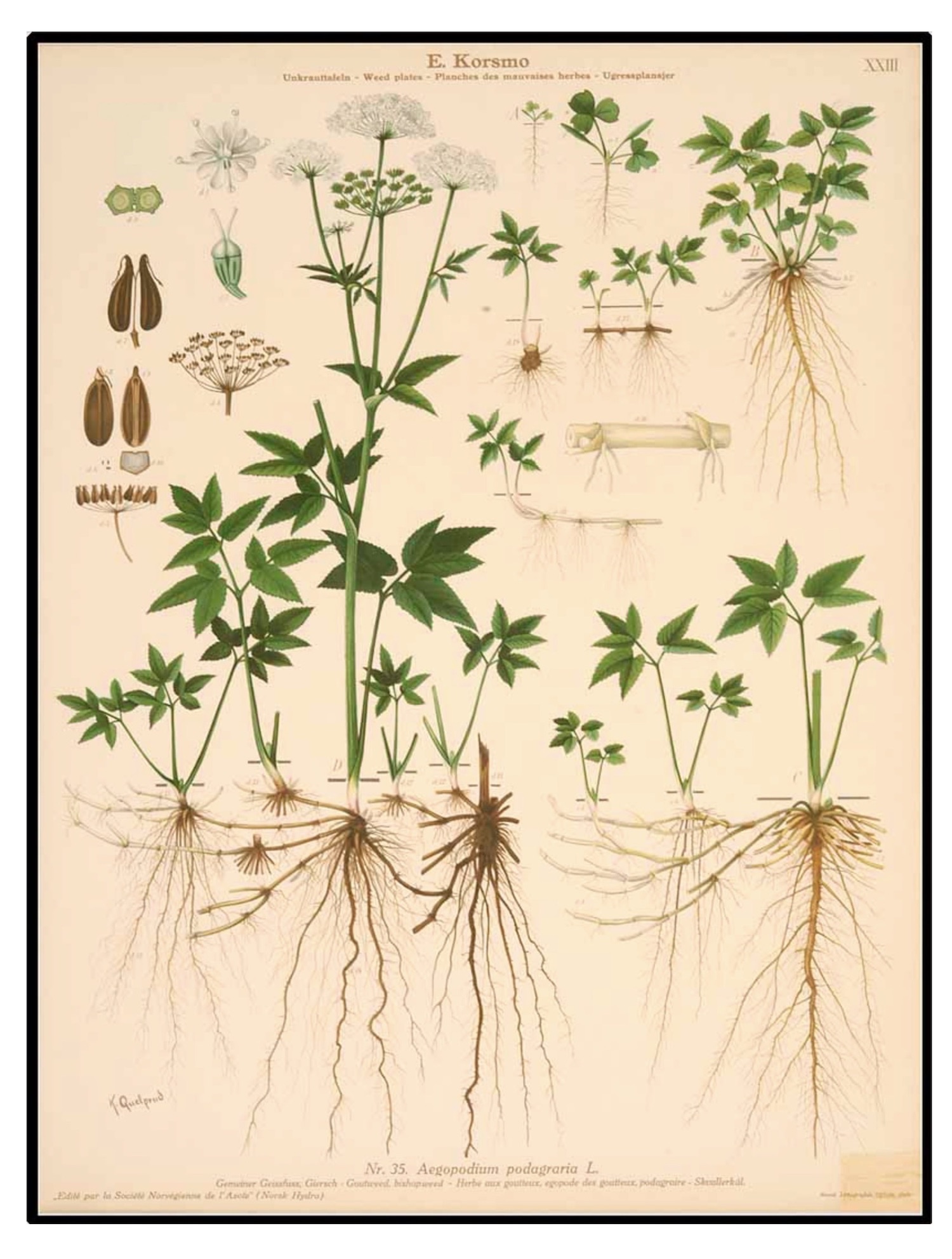 Goutweed illustration published in weed book circa 1934.