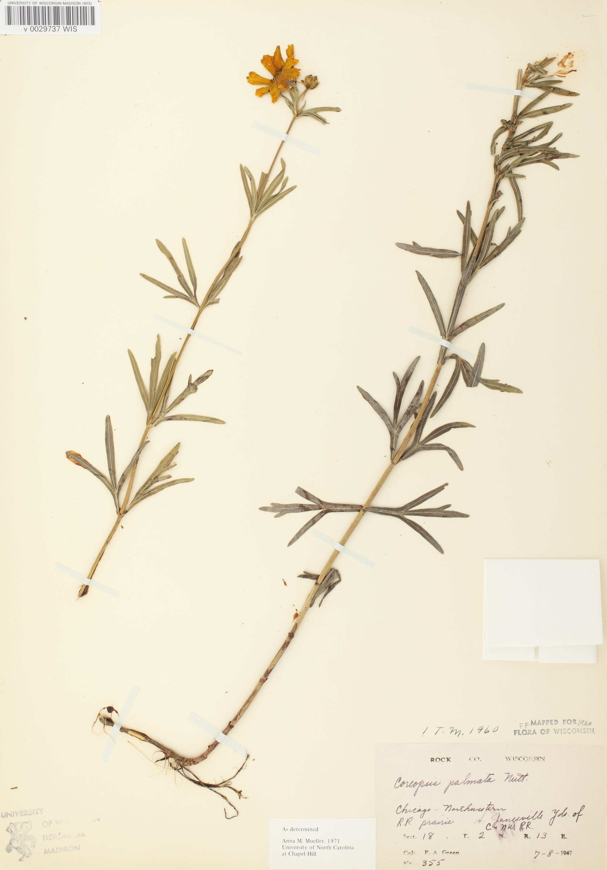 Prairie Coreopsis specimen collected near Janesville by Chicago Northwestern Prairie on July 8, 1947.