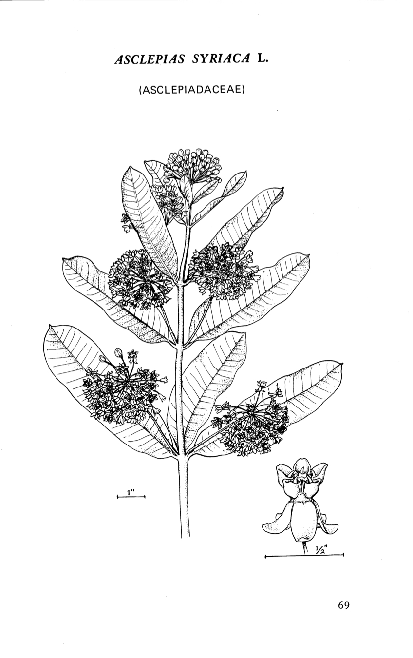 1969 Common Milkweed illustration.