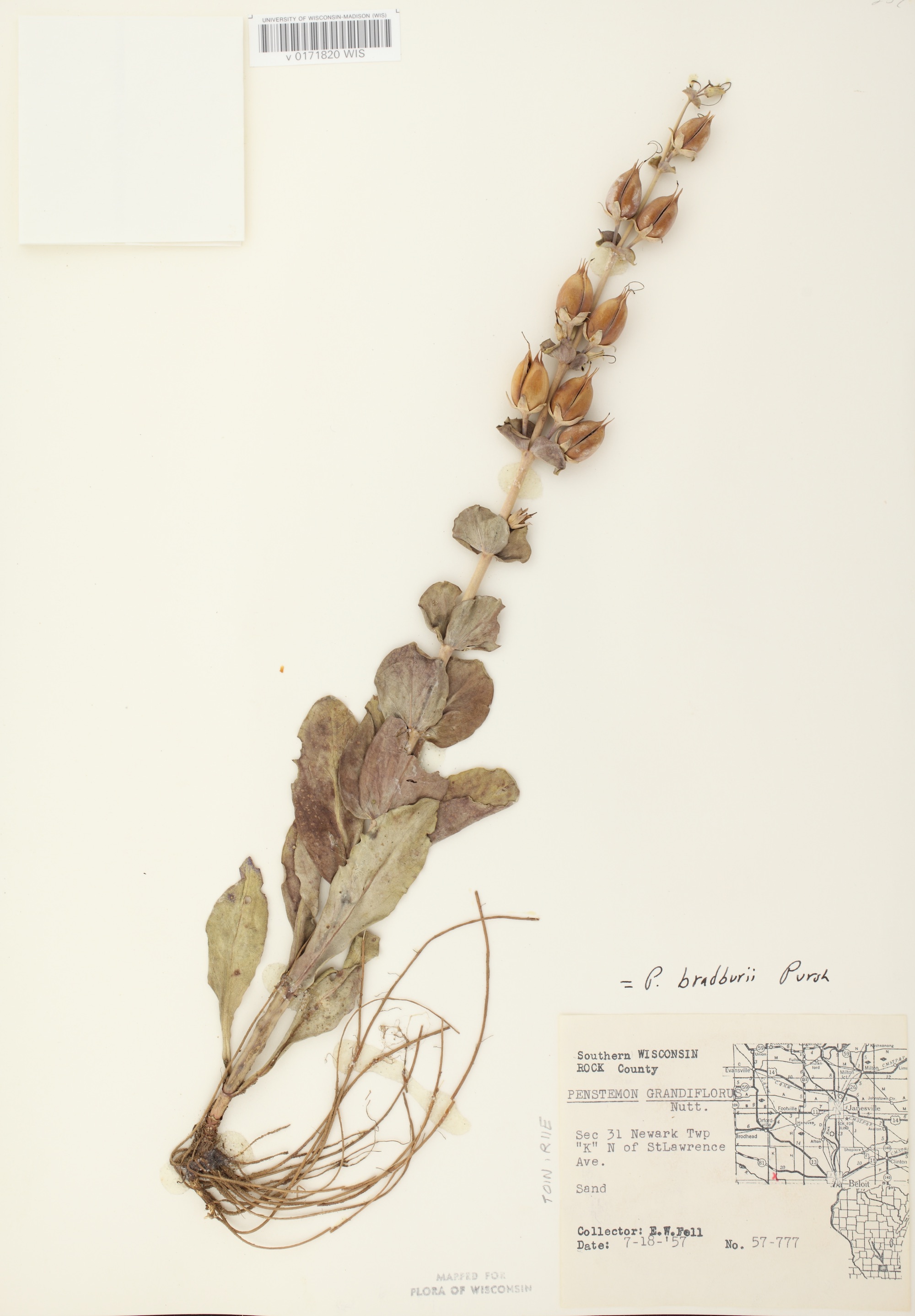Large Beardtongue specimen collected in Rock County, Wisconsin on July  18, 1957.