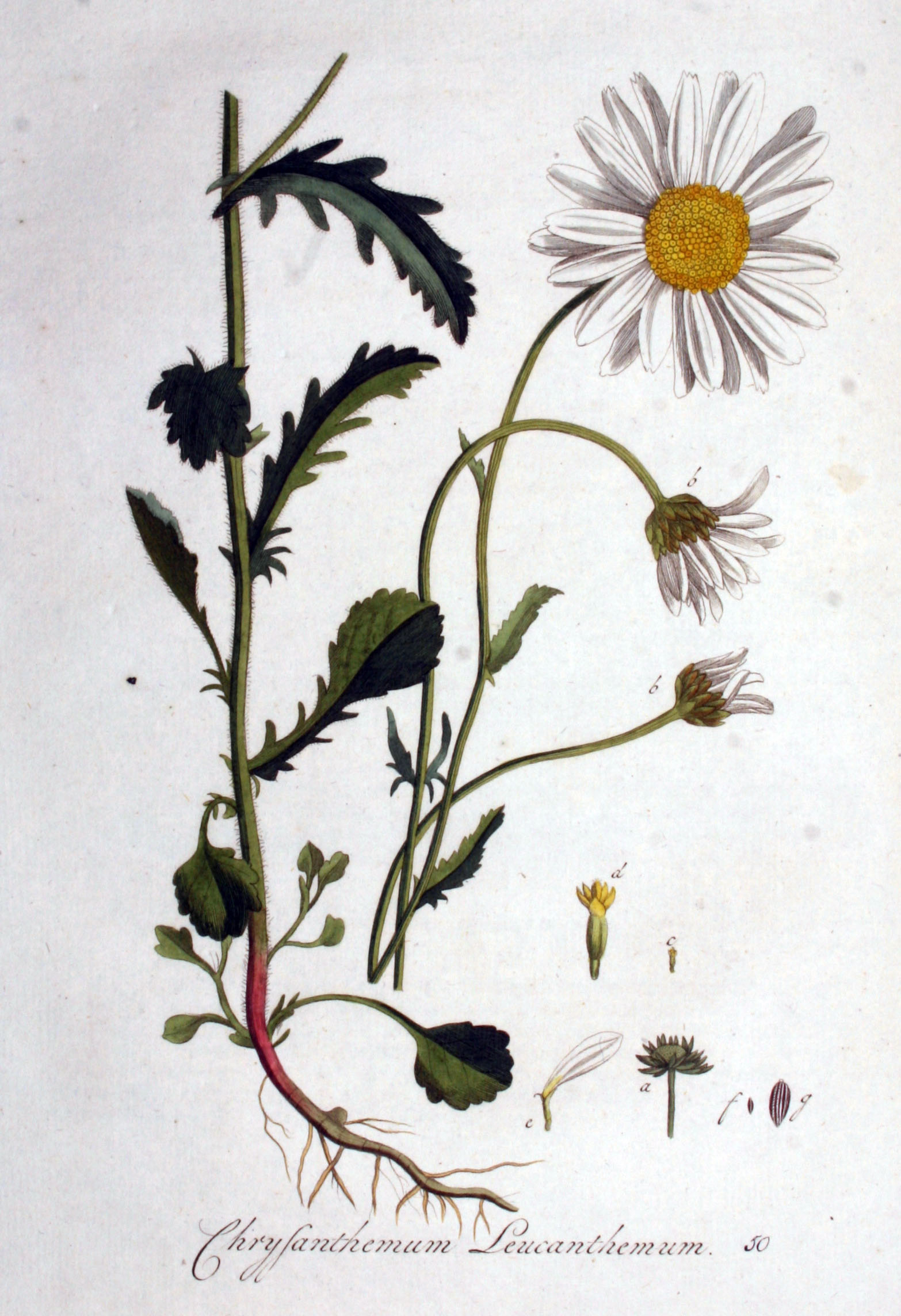 Botonical illustration of a Daisy circa 1800.