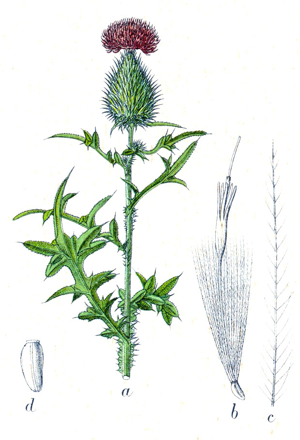 Bull Thistle (Cirsium vulgare) botanical illustration cicra 1796.