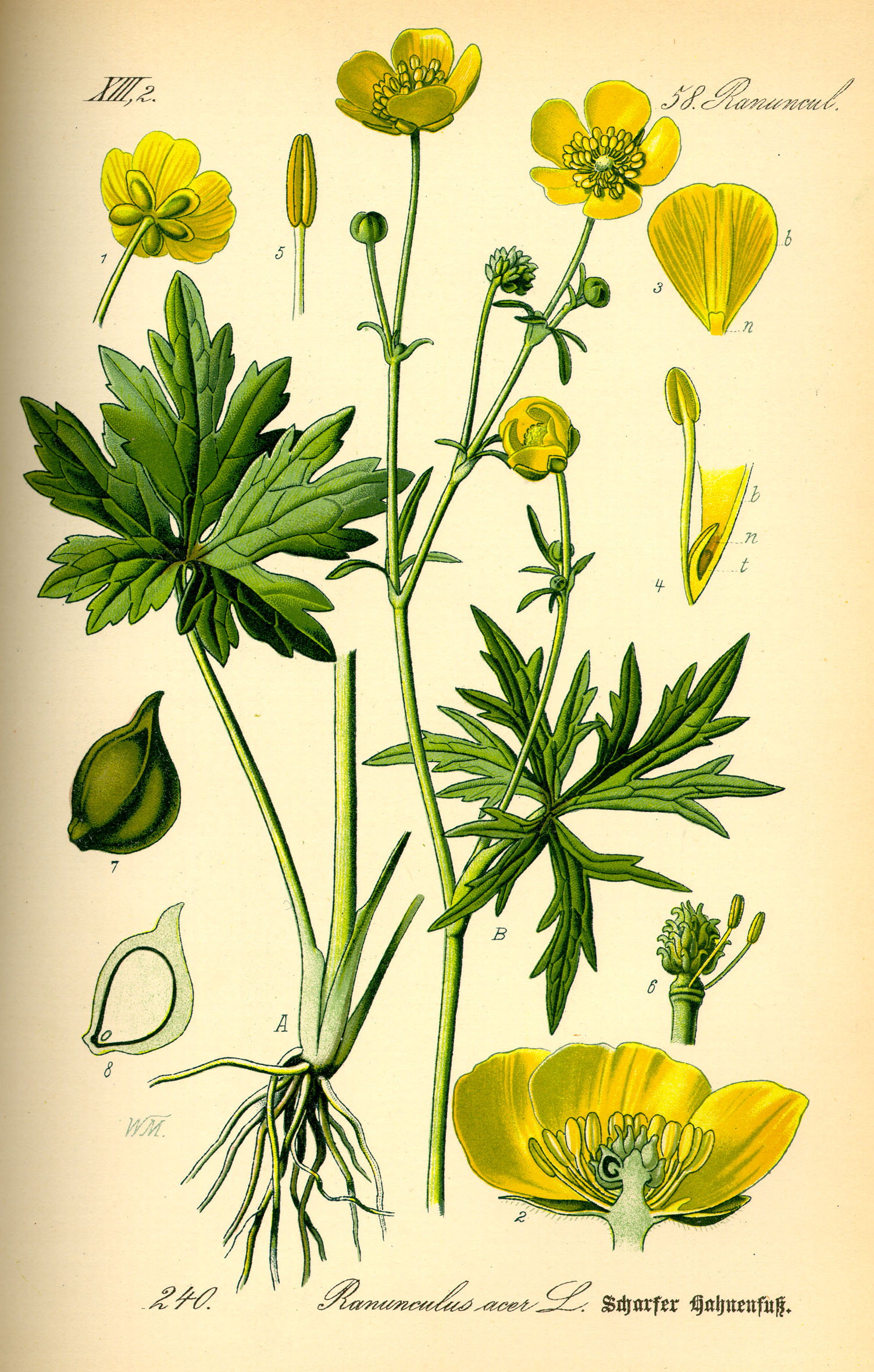 Vintage botanical illustration of Tall Buttercup (Ranunculus acris) circa 1885.