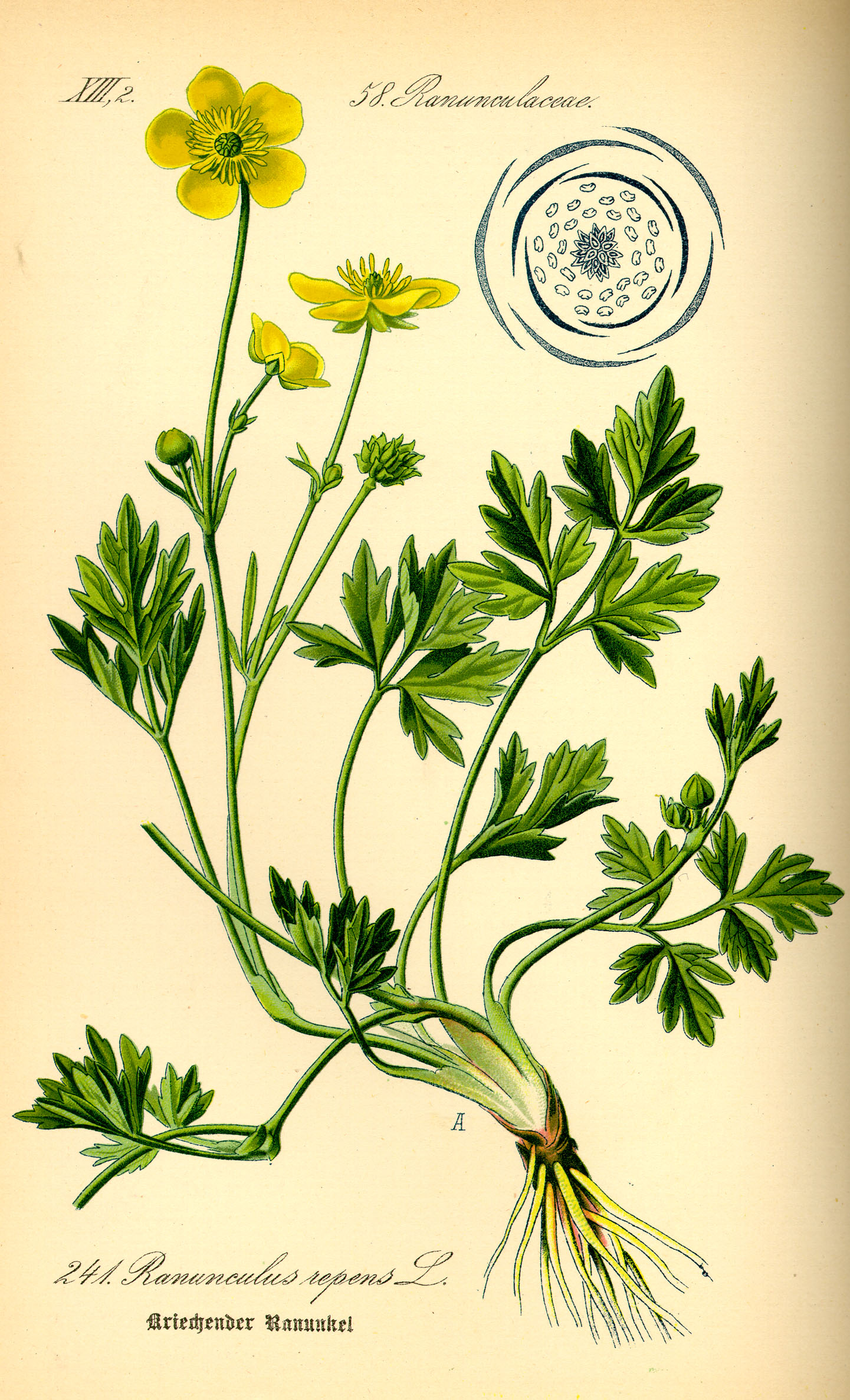 Ranunculus repens botanical illustration circa 1885.