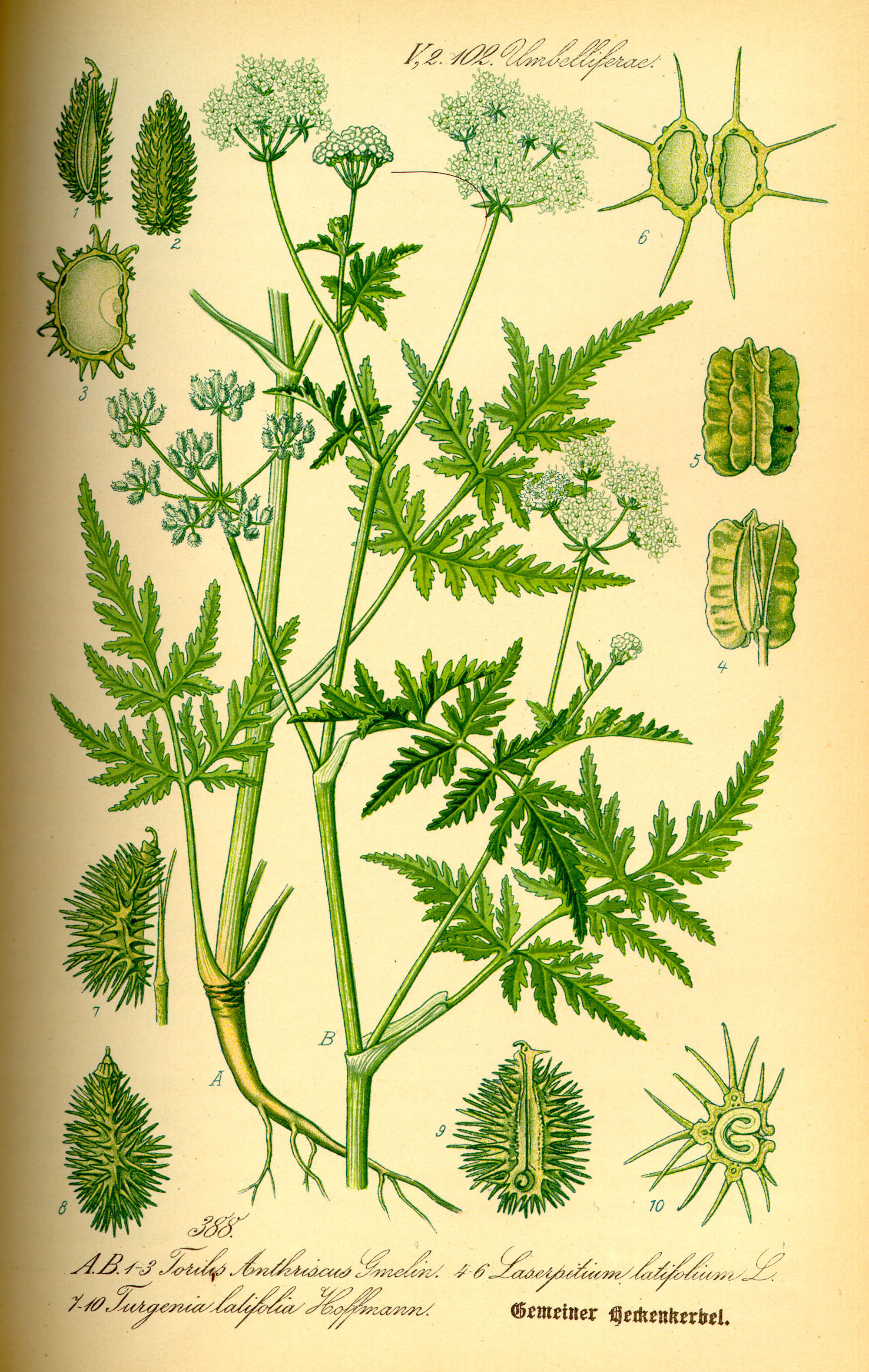 Hedge Parsley Botanical illustration.