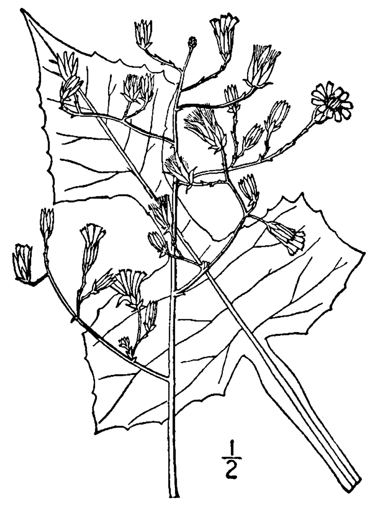 1913 botanical drawing of lactuca floridana.