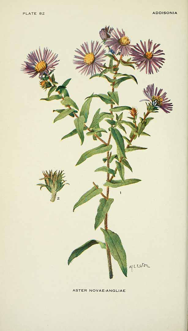 New England Aster (Symphyotrichum novae-angliae) botanical illustration by Mary Emily Eaton circa 1918.