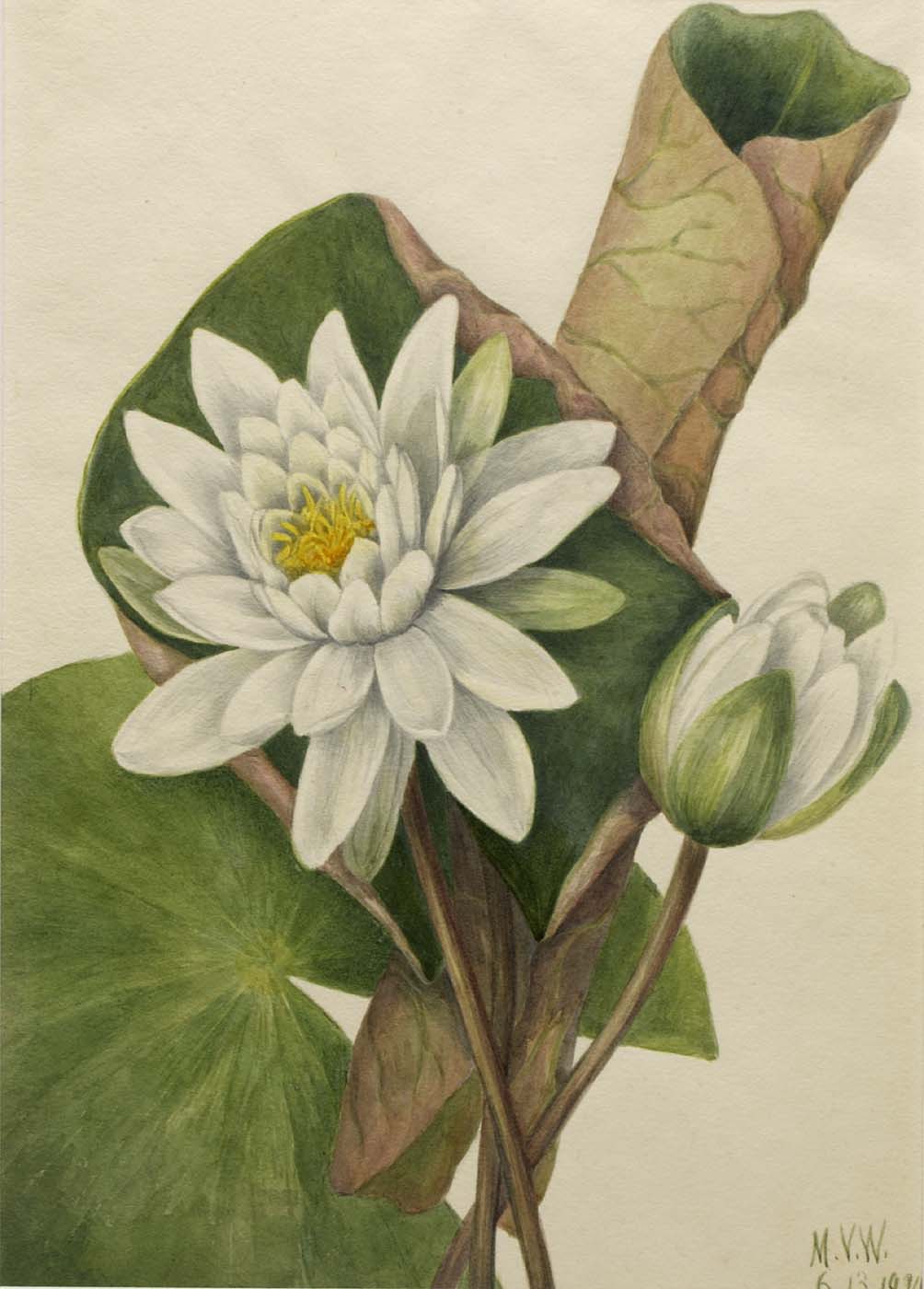 1920 American White Water Lily illustration by Mary Vaux Walcott.