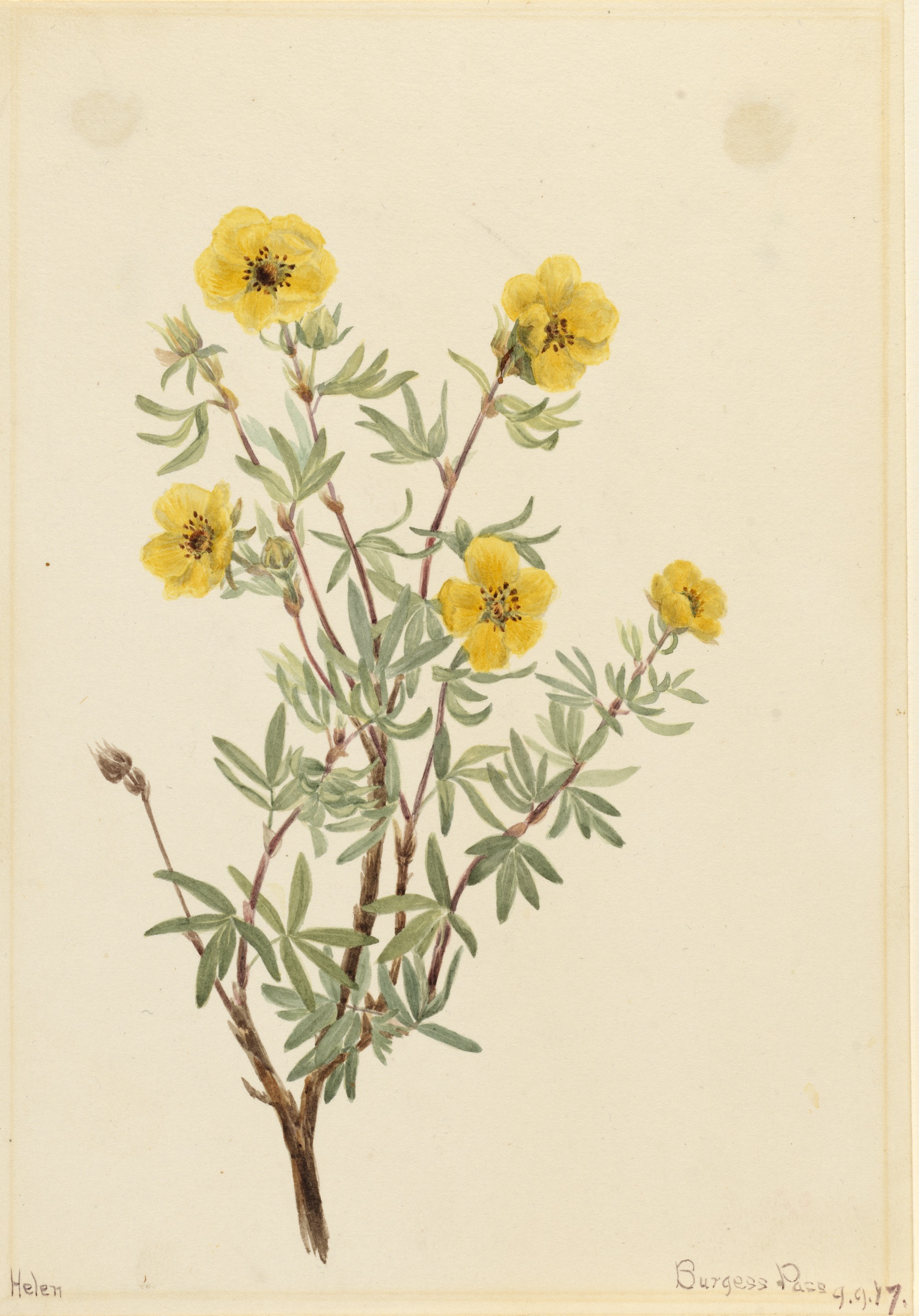 1917 Shrubby Cinquefoil illustration by Mary Vaux Walcott.