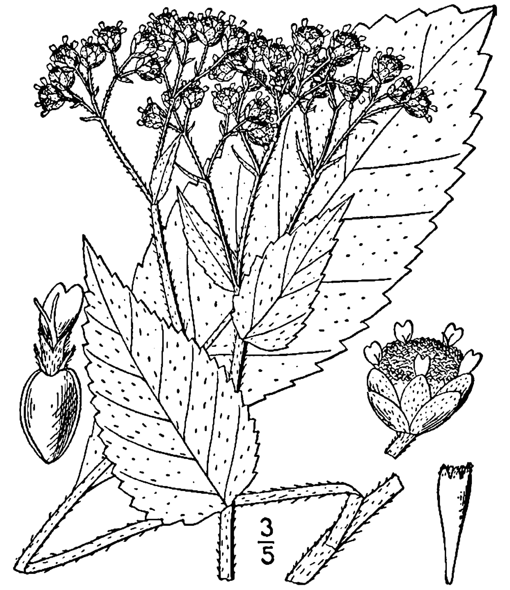 Wild Quinine botanical drawing.