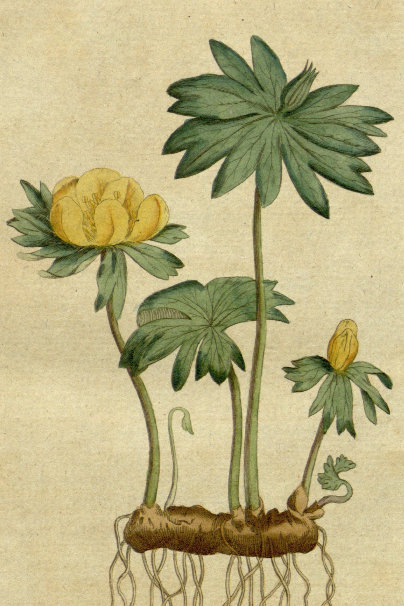Winter Aconite botanical illustration by william Curtis circa 1787.