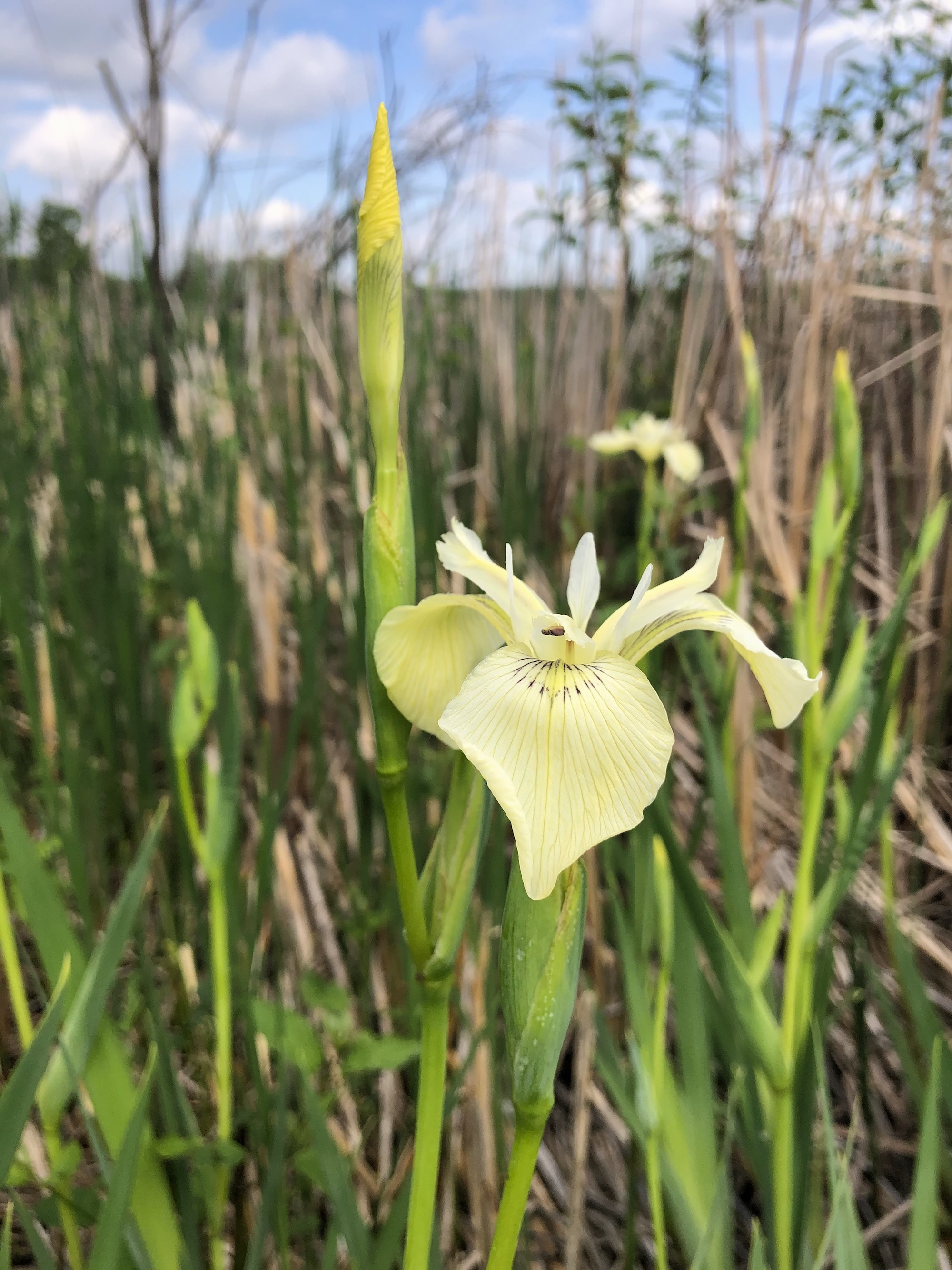 White Iris (IRIS SETOSA ALBA) in cattails on south shore of Lake Wingra on May 25, 2021.