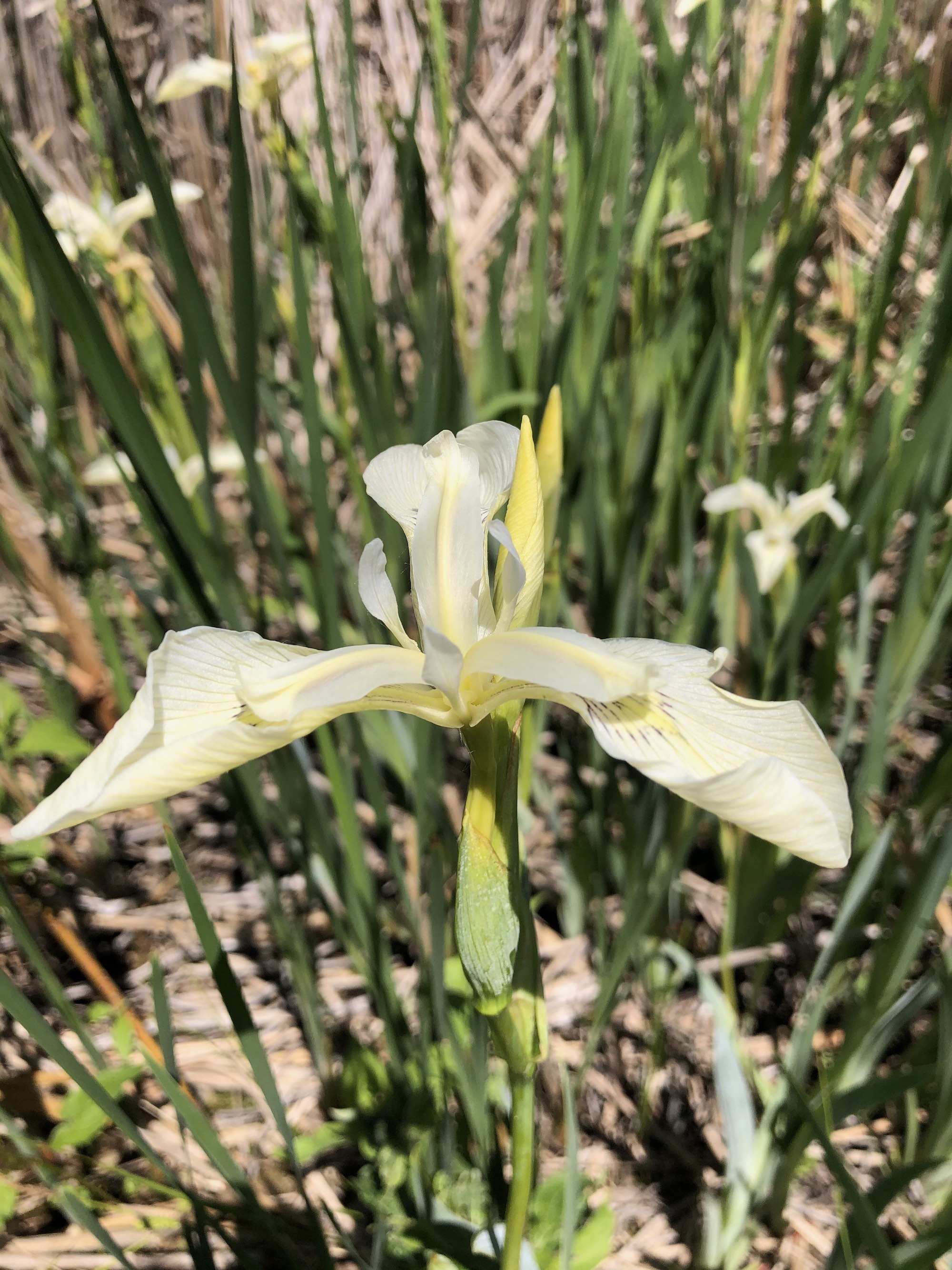 White Iris (IRIS SETOSA ALBA) in cattails on south shore of Lake Wingra on May 29, 2021.