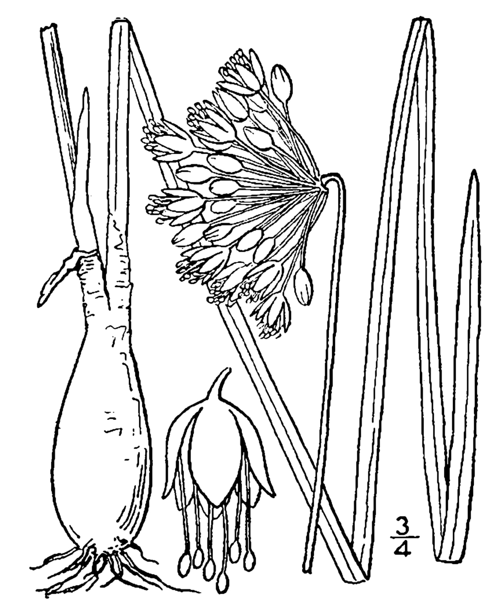 Nodding Wild Onion (Allium cernuum) botanical drawing circa 1913.