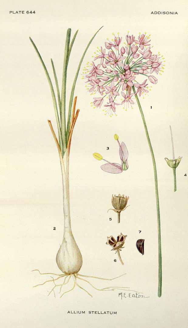 Allium stellatum botanical illustration by M.E. Eaton circa 1937-1938.