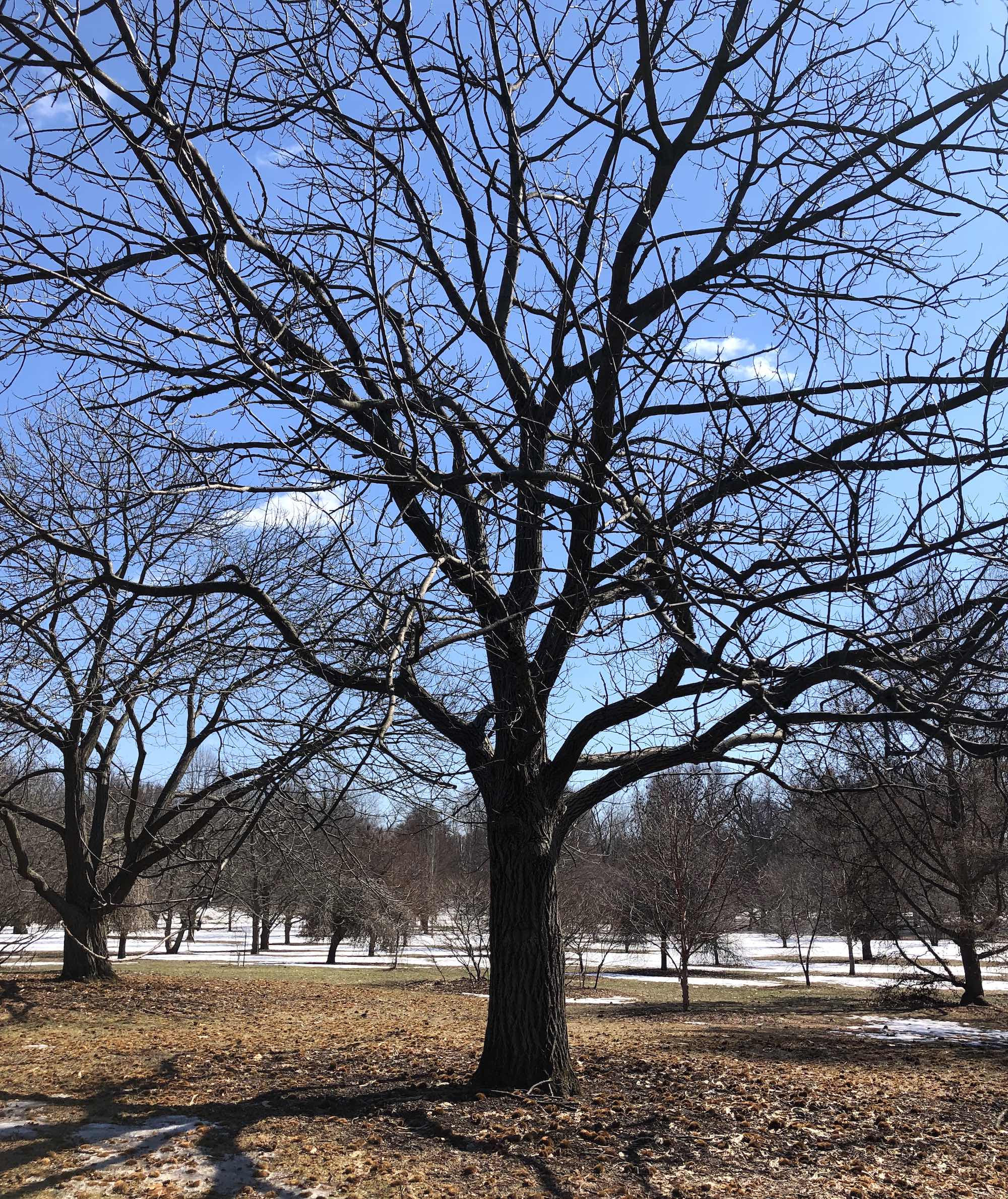 American Chestnut in Longenecker Gardens at the University of Wisconsin Arboretum on March 17, 2019.