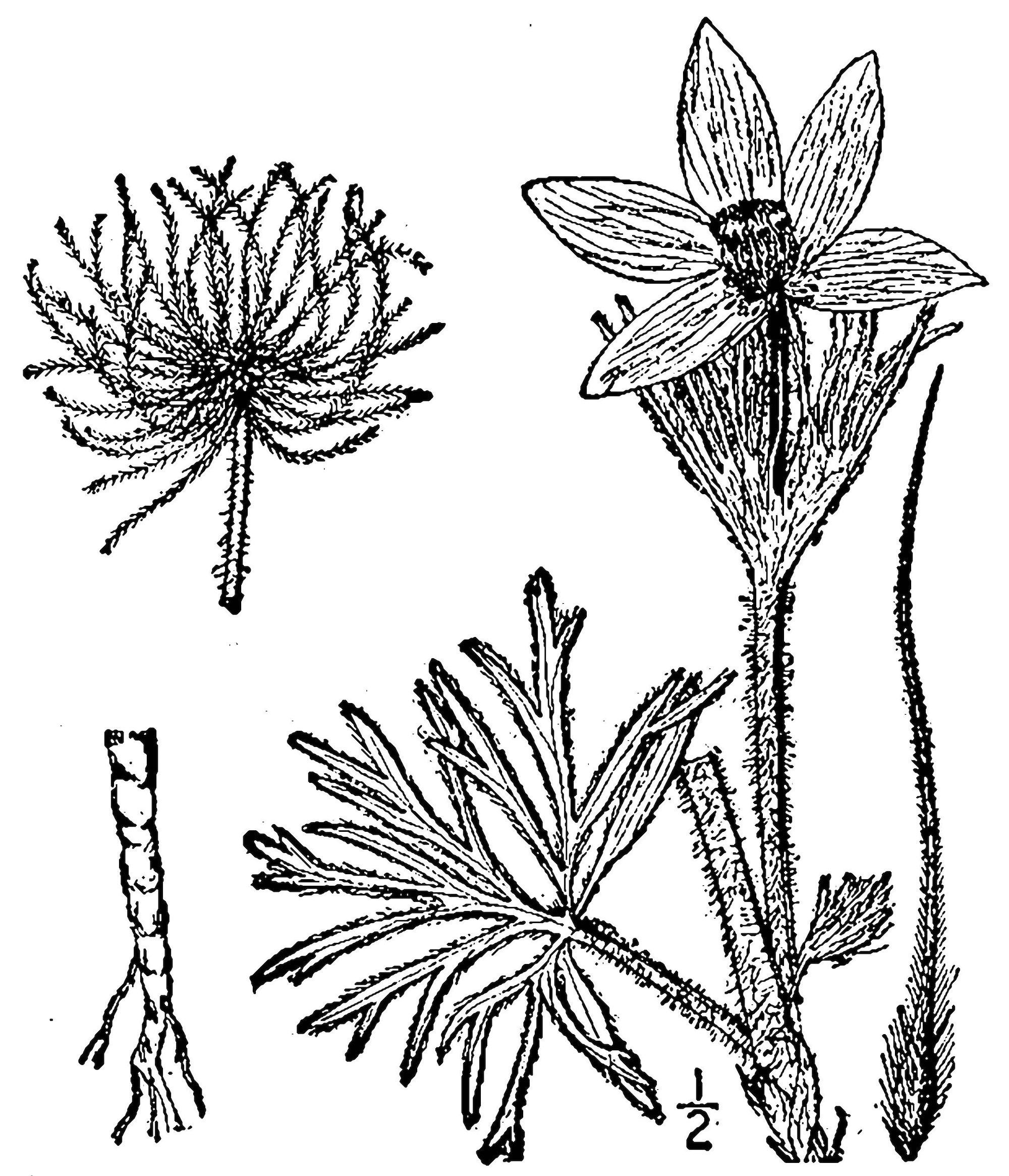 1913 Pasque flower botanical illustration.