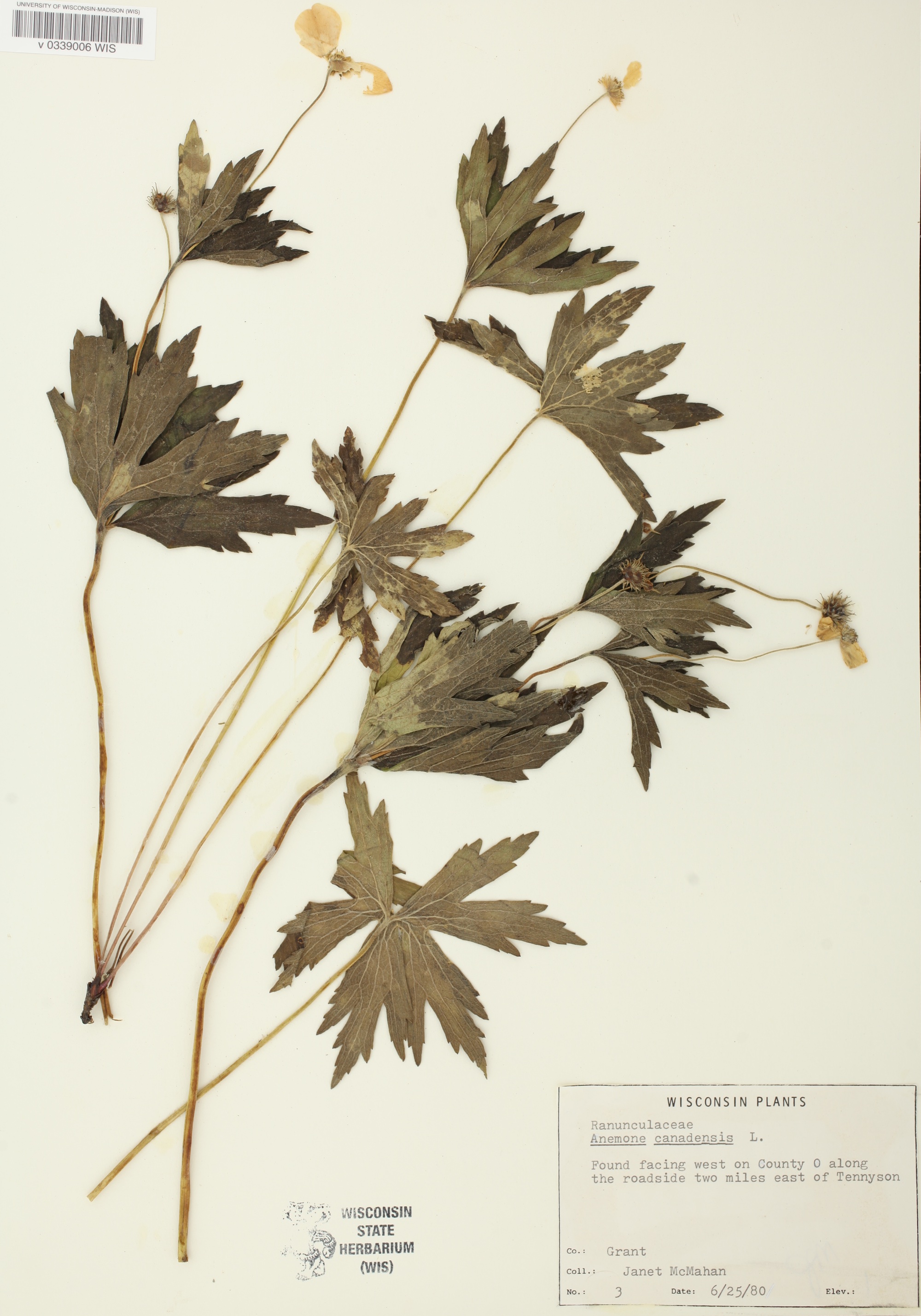 Specimen photo of Anemone canadensis that was collected two miles east of Tenneyson, Wisconsin.