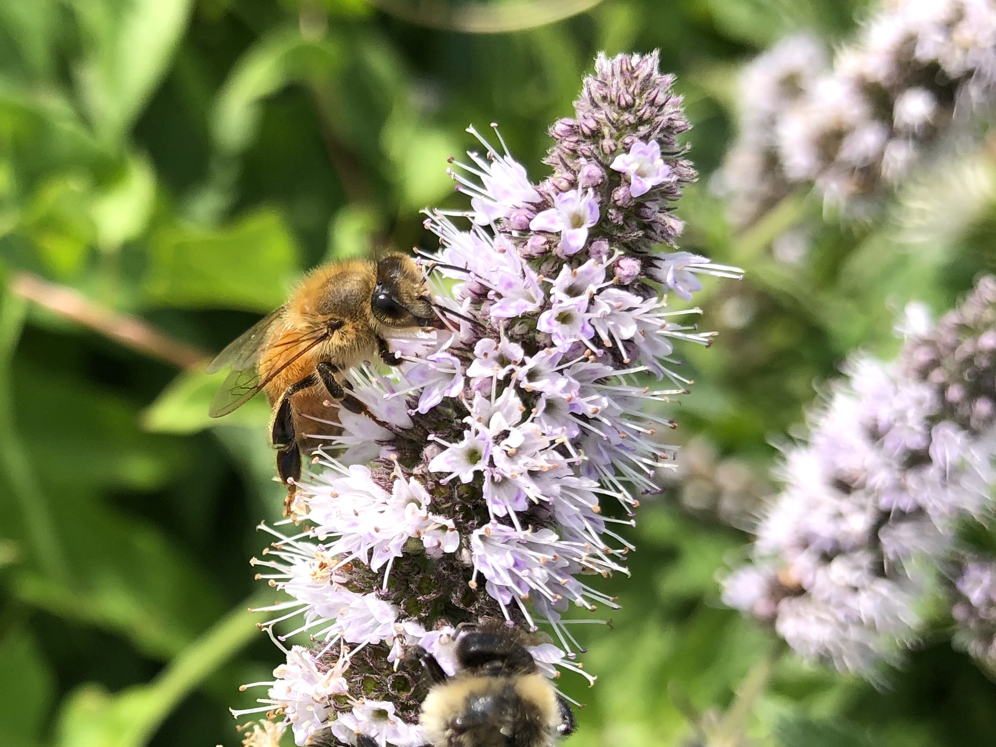 Bee on Spearmint on shore of Lake Wingra on August 22, 2020.