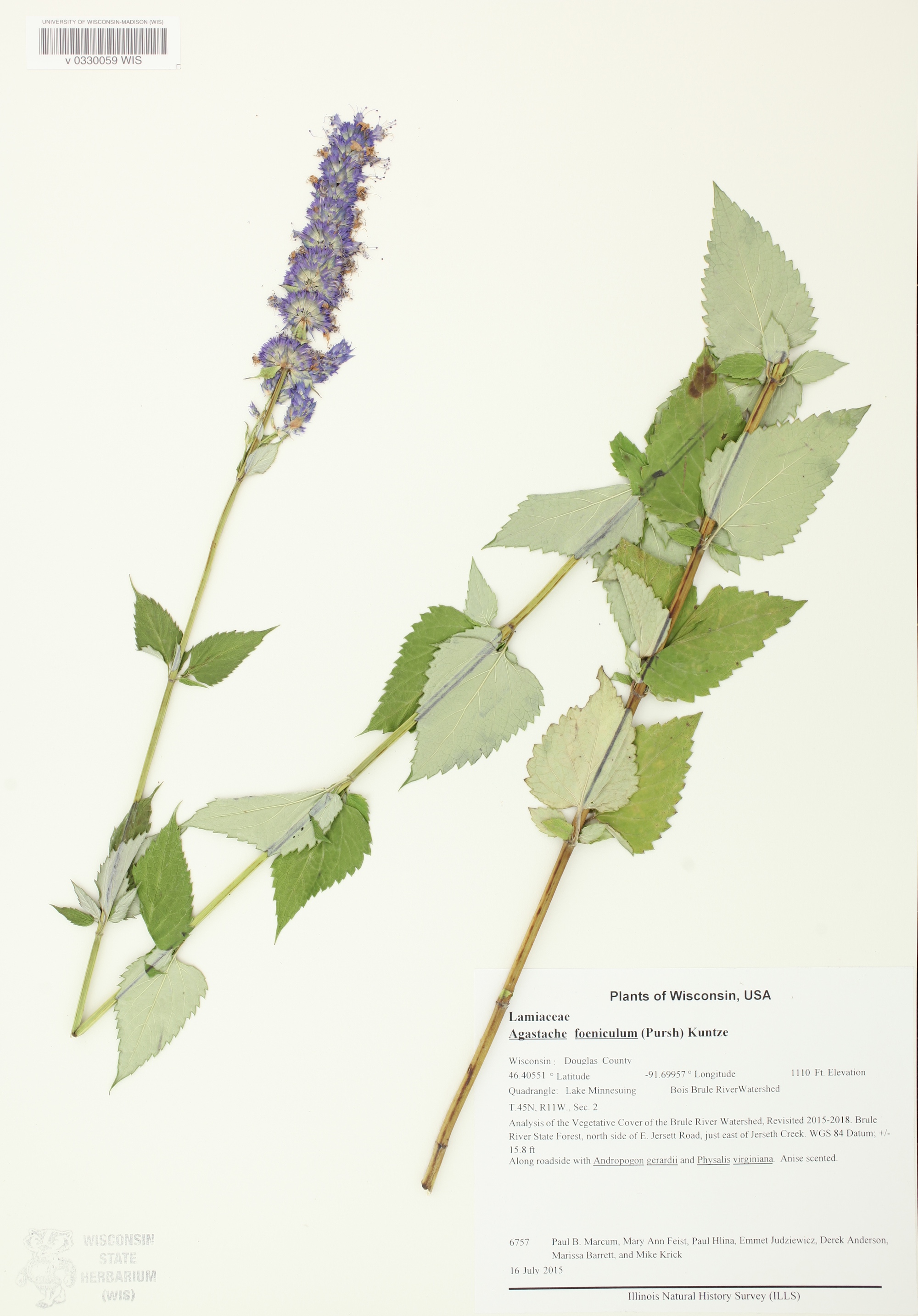 Anise Hyssop specimen collected in Douglas County by Lake Minnesuing on July 16, 2015.